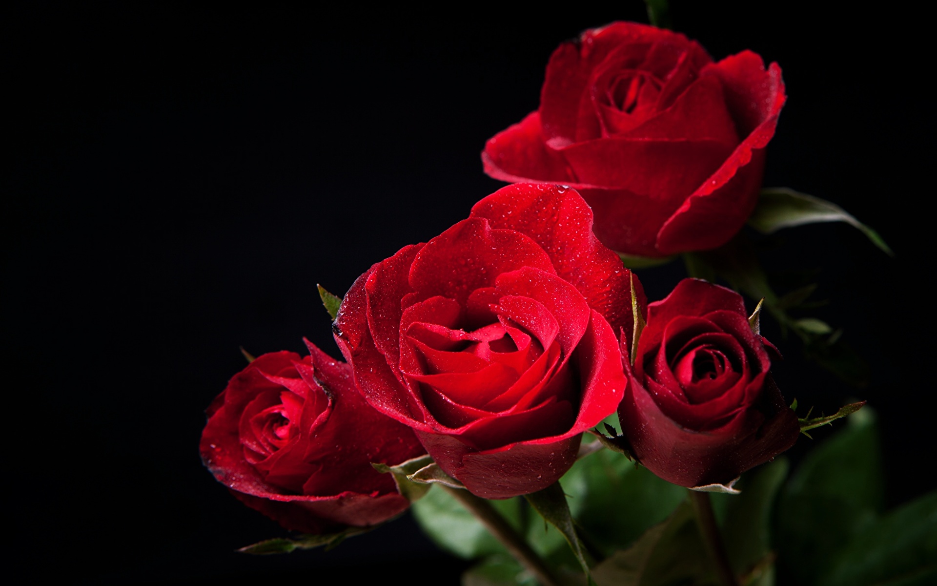 Tapety róża Czerwony kwiat Czarne tło 1920x1200 Róże Kwiaty na czarnym tle
