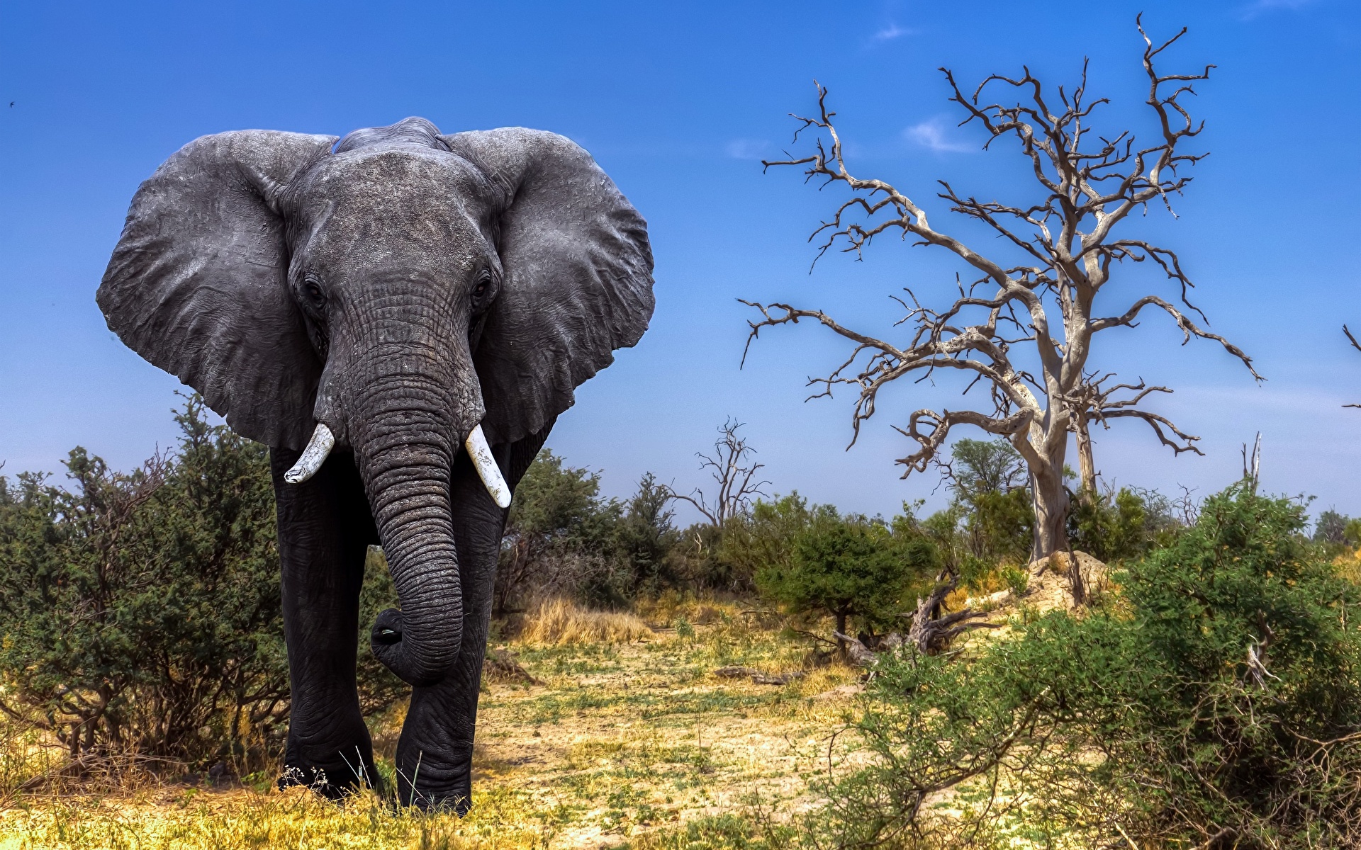 Fonds D Ecran 1920x1200 Éléphant Afrique Okavango Delta Safari Botswana Animaux Télécharger Photo