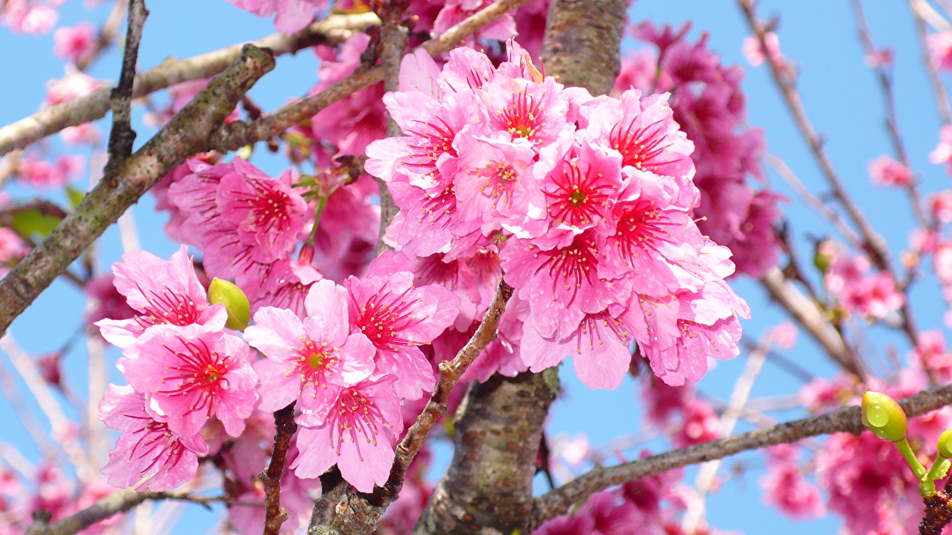 壁紙 1366x768 花の咲く木 サクラ ピンク 花 ダウンロード 写真