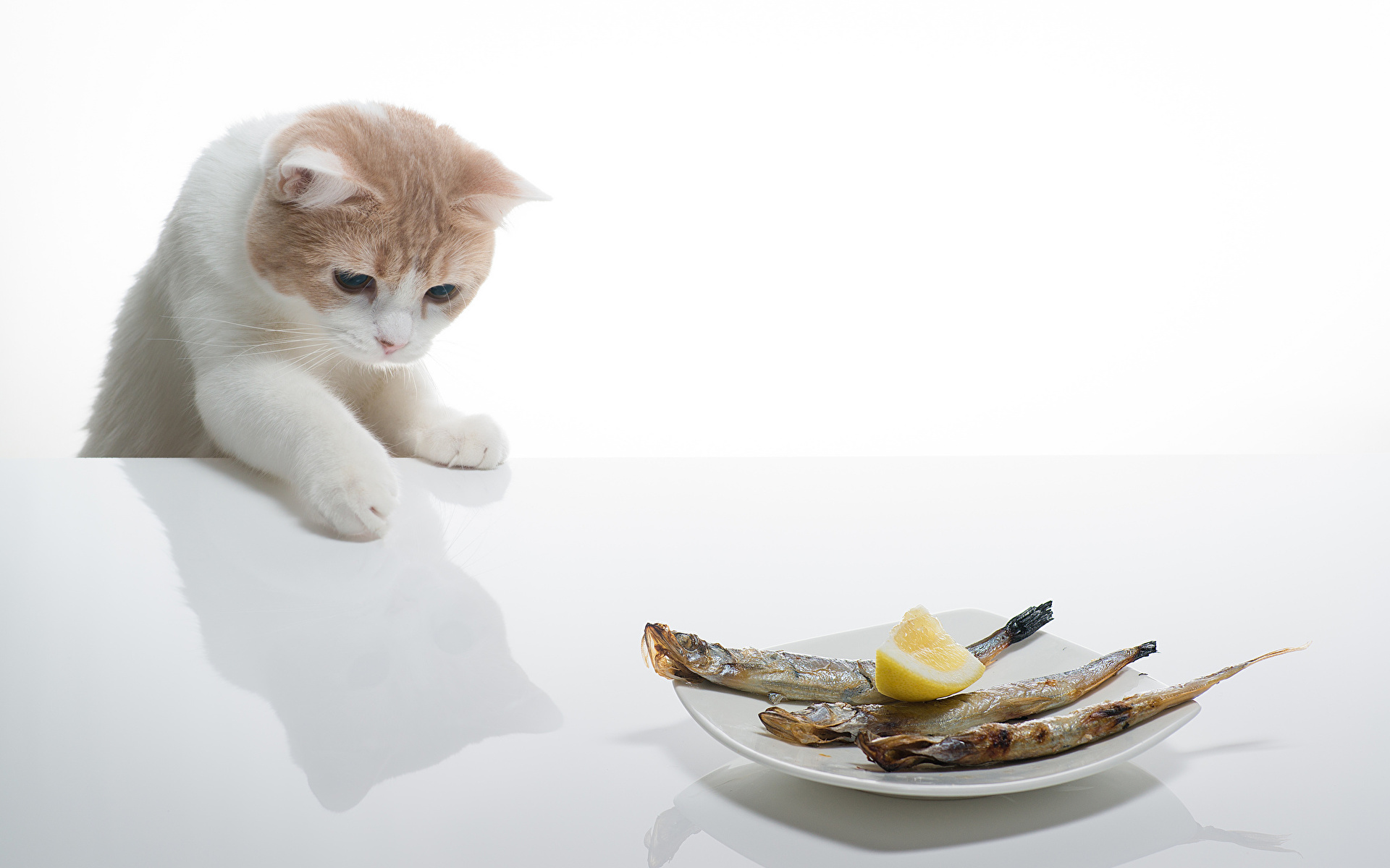 Fotos Katzen Fische - Lebensmittel ein Tier 1920x1200 Katze Hauskatze Tiere