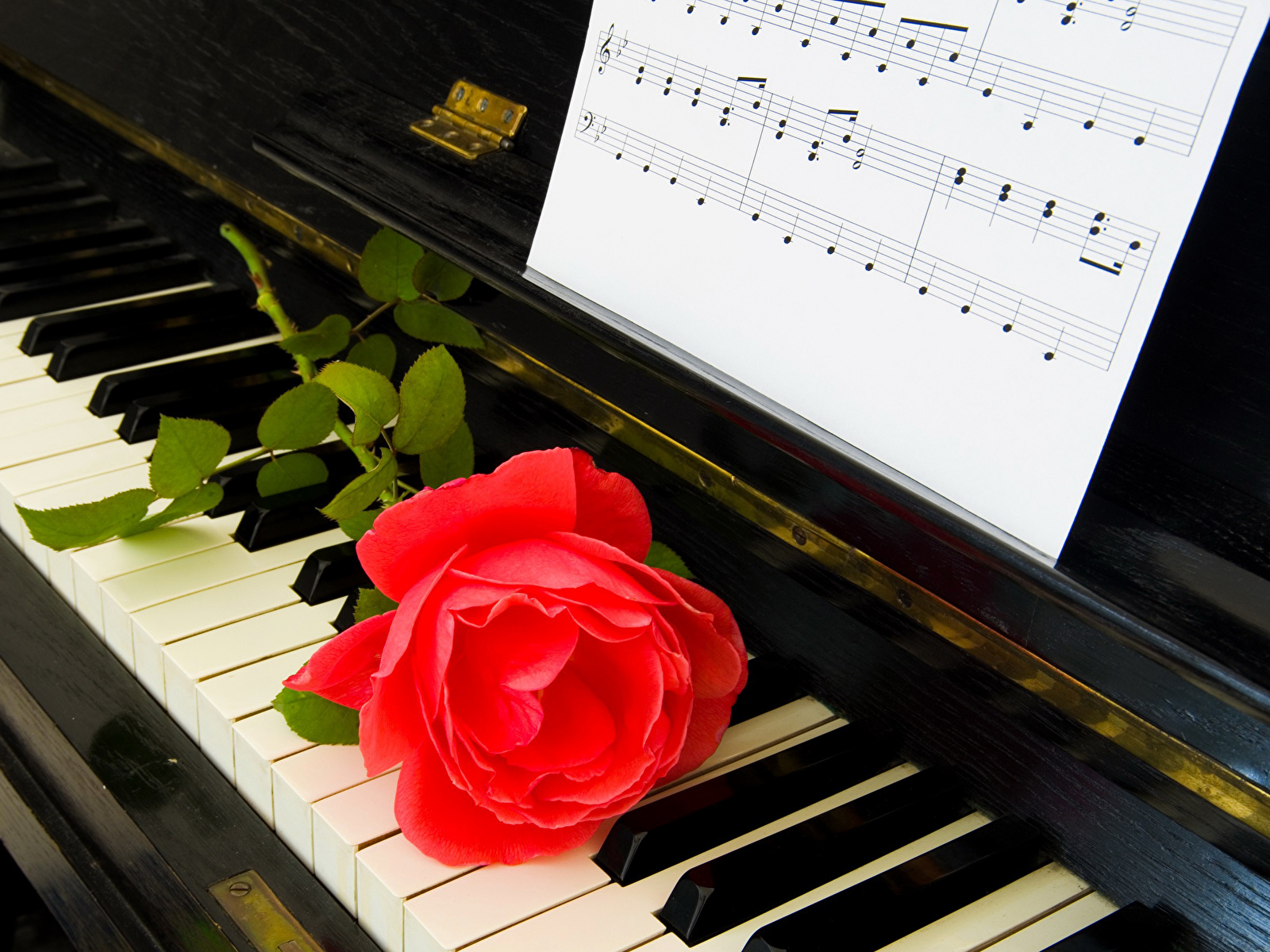 壁紙 1600x10 バラ 赤 ピアノ 花 ダウンロード 写真
