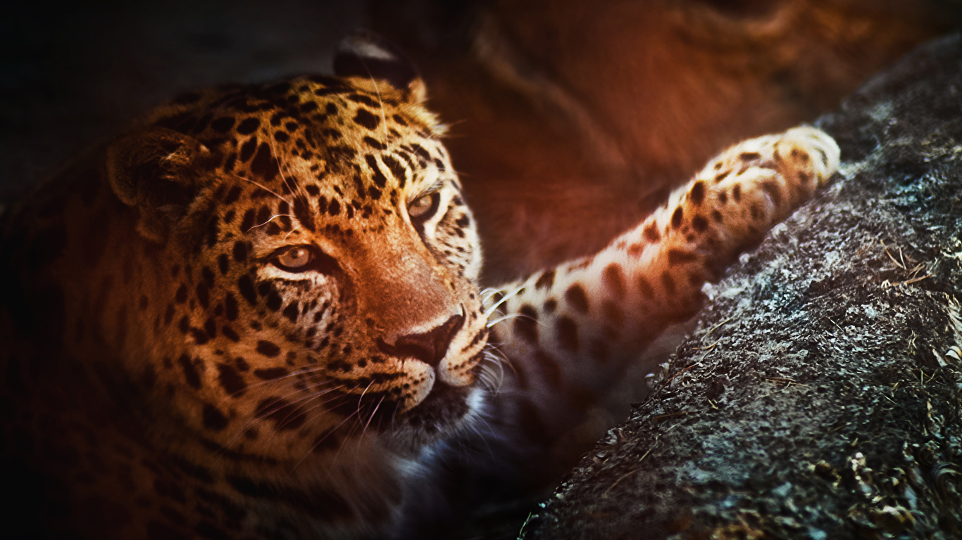 Image Big cats Leopards Snout animal 1366x768