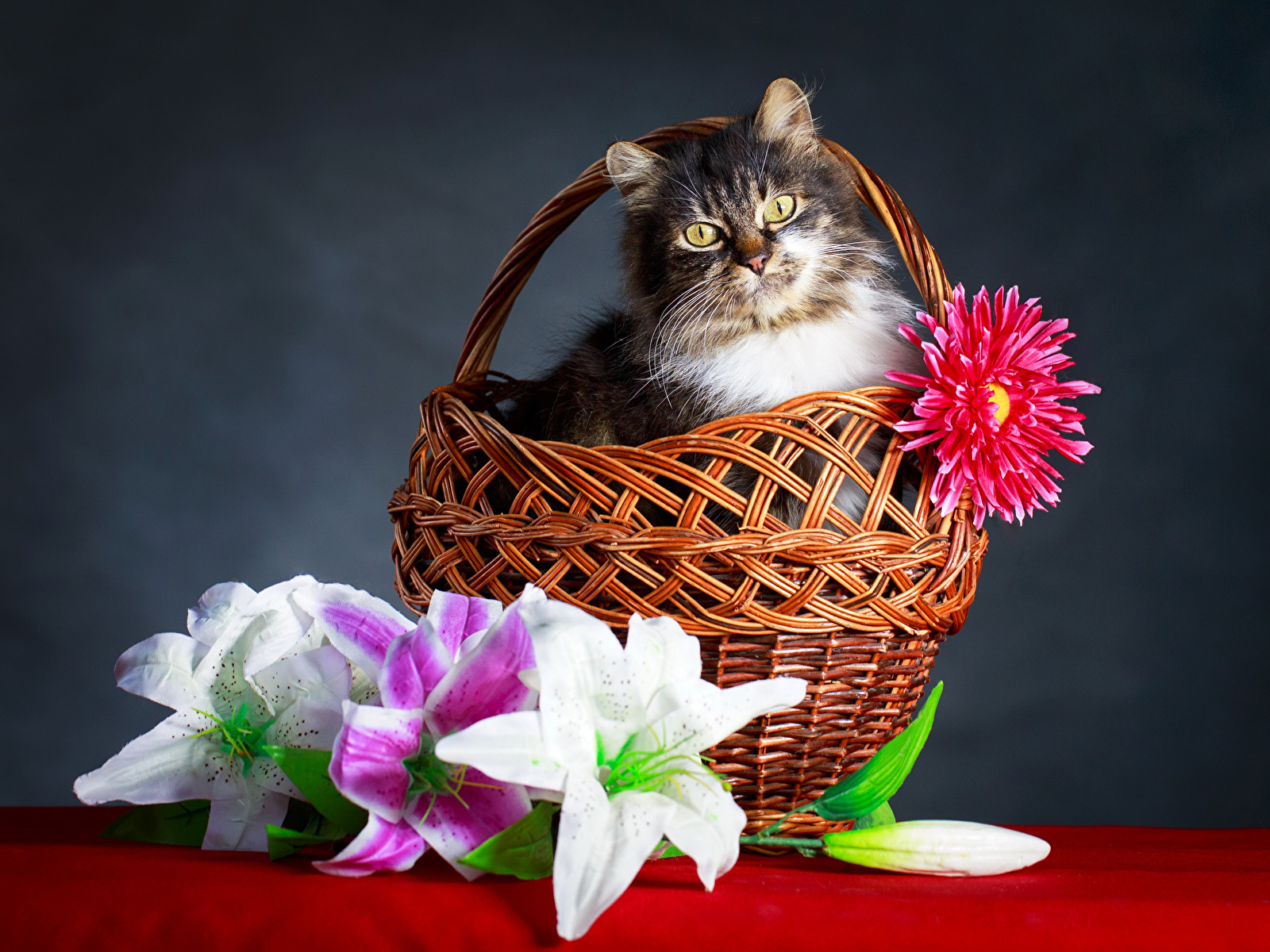 Images Cats Lilies Asters Wicker basket animal 1600x1200