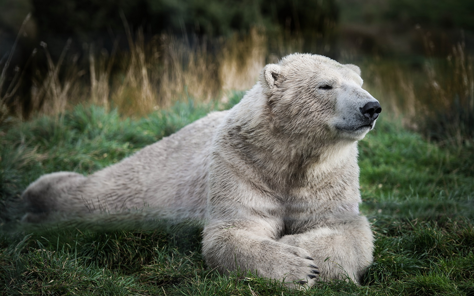 Фотография Белые Медведи медведь Трава животное 1920x1200 полярный северный Медведи траве Животные