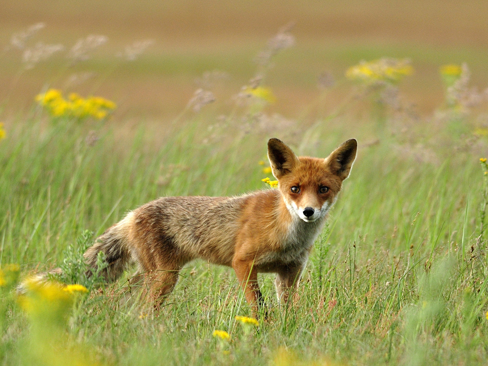 Photos Foxes Grass Animals 1600x1200