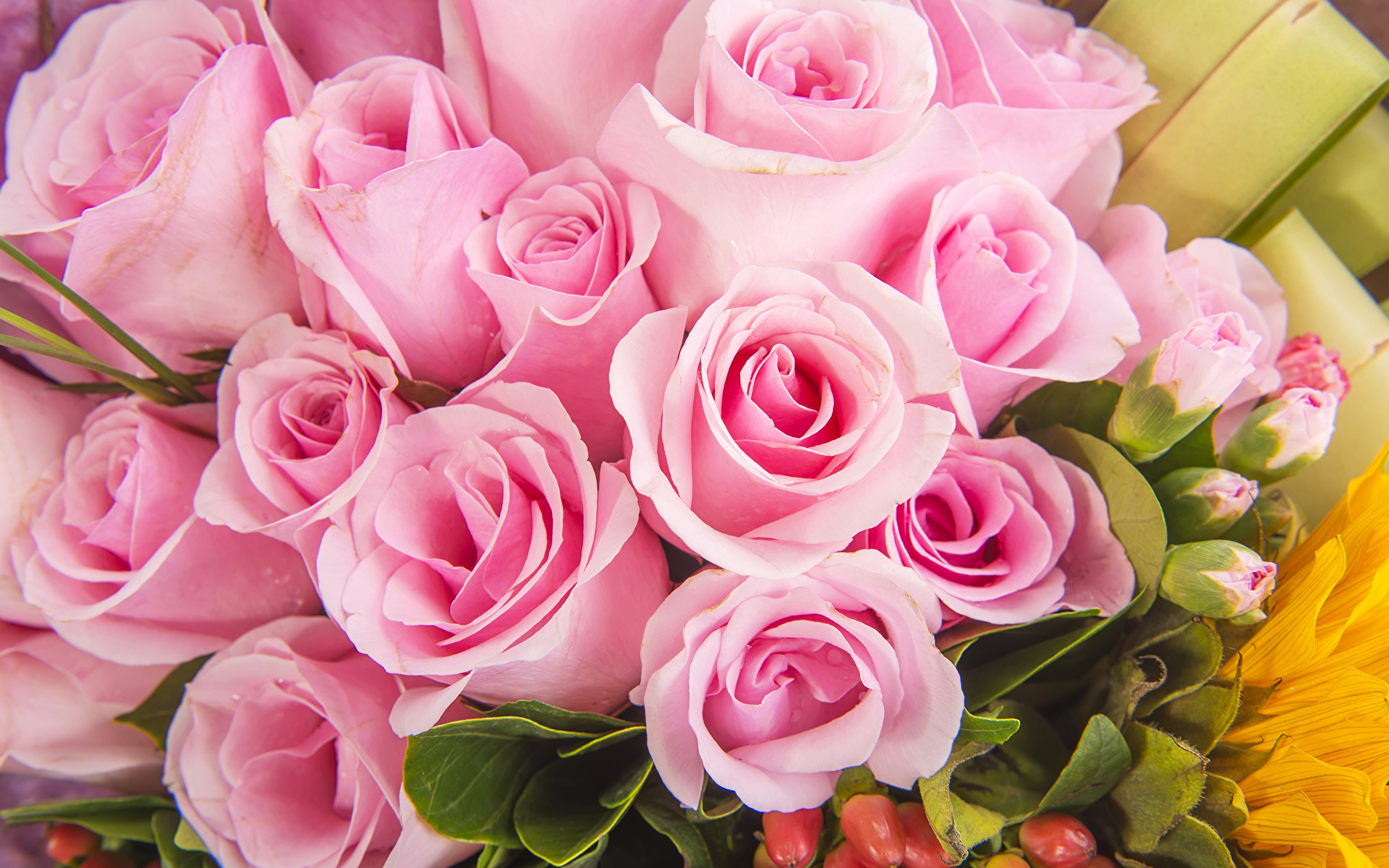 1920x1200 Rosas Ramos Rosa color flor, un ramo, rosa Flores