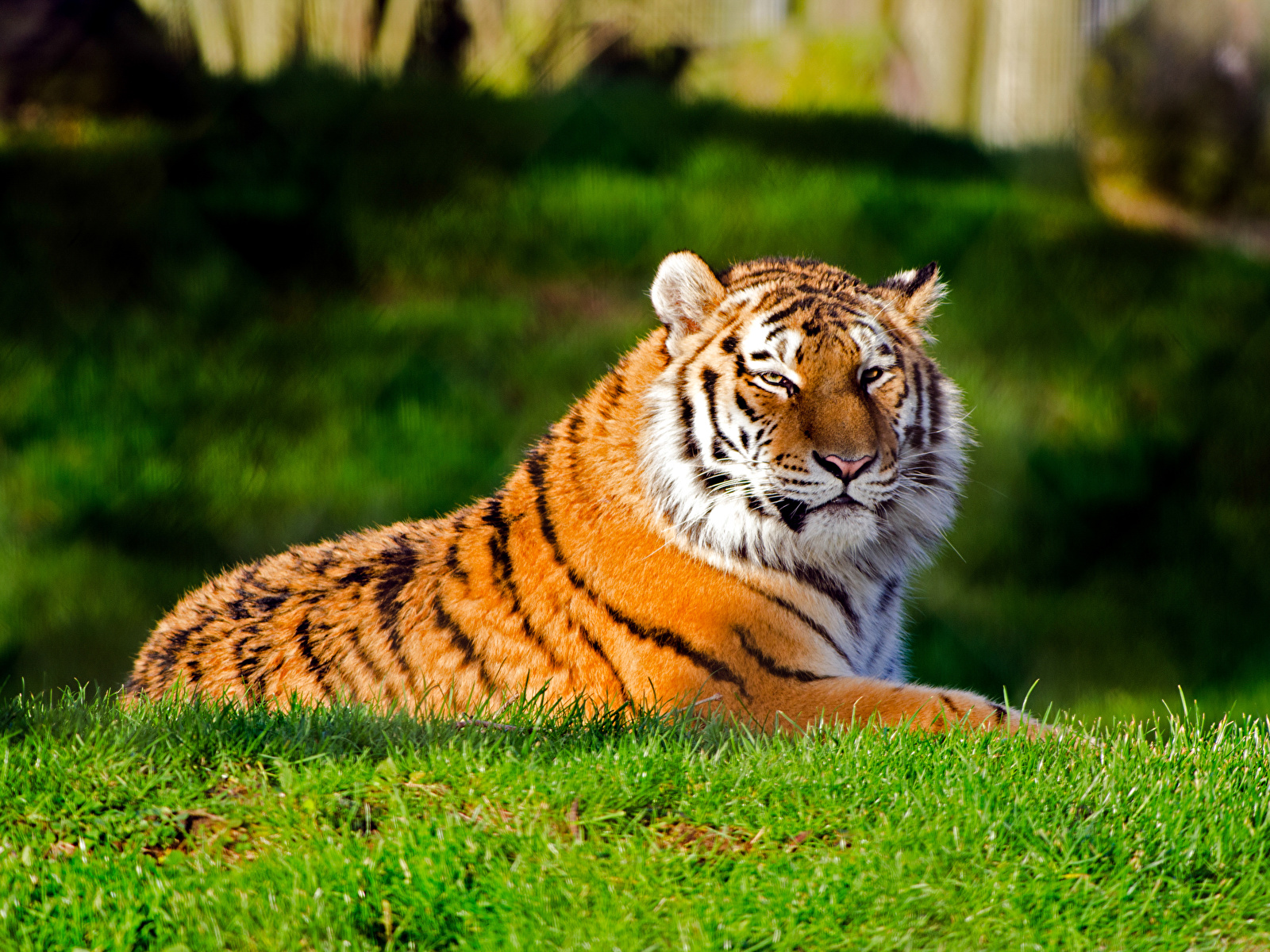Foto tiger Pantherinae Gräset Djur 1600x1200 Tigrar