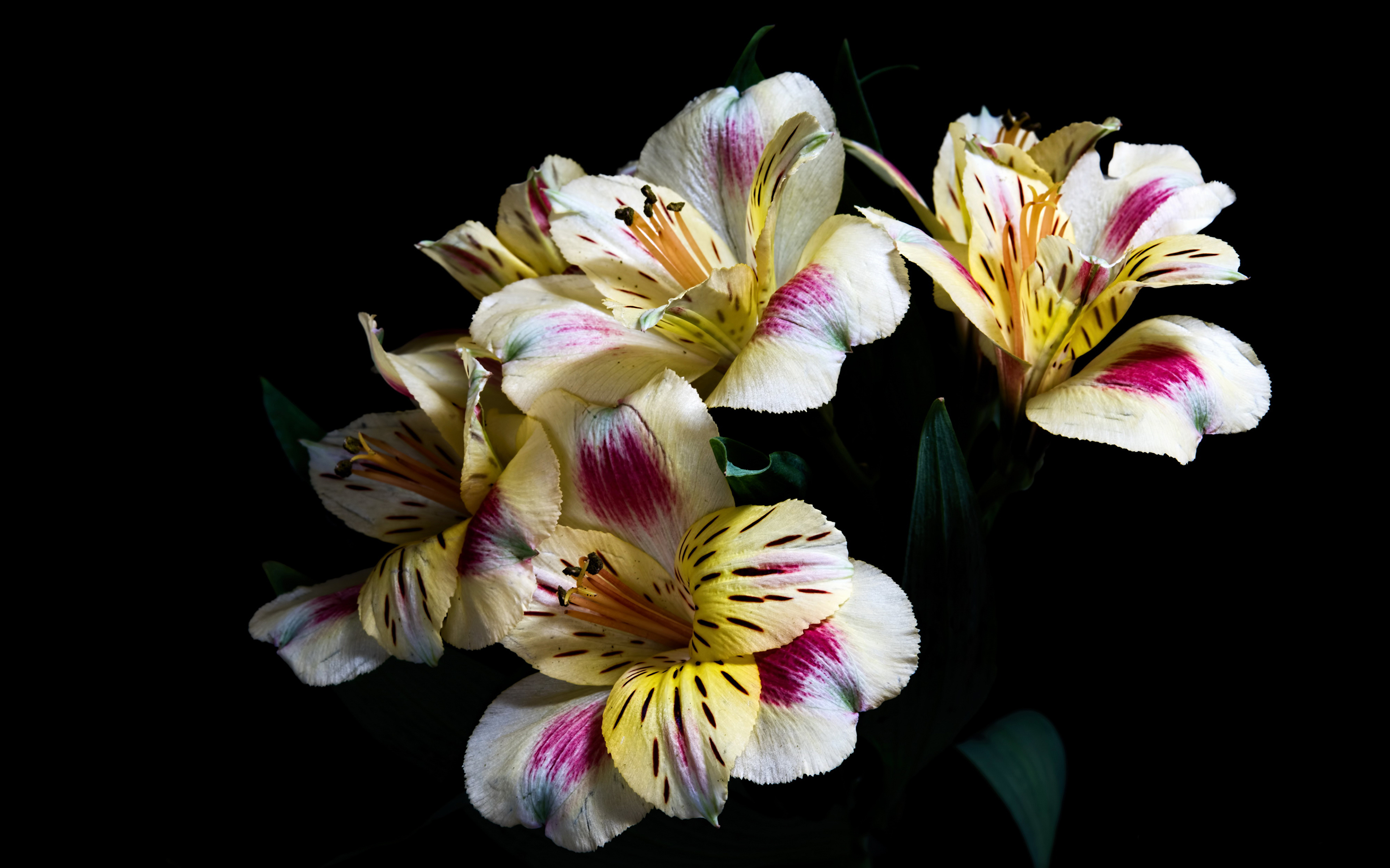 Image flower Alstroemeria Closeup Black background 3840x2400