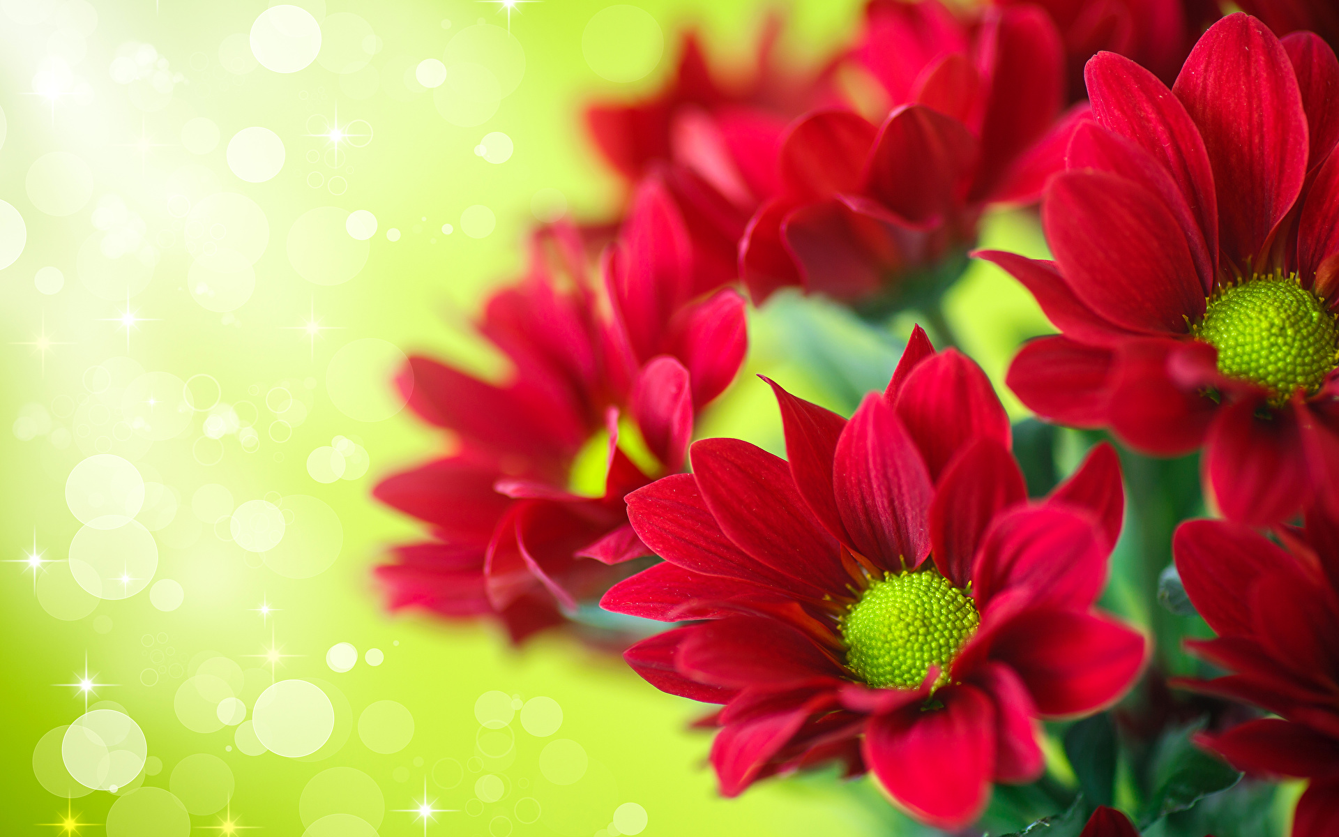 Picture Red flower Chrysanthemums Closeup 1920x1200