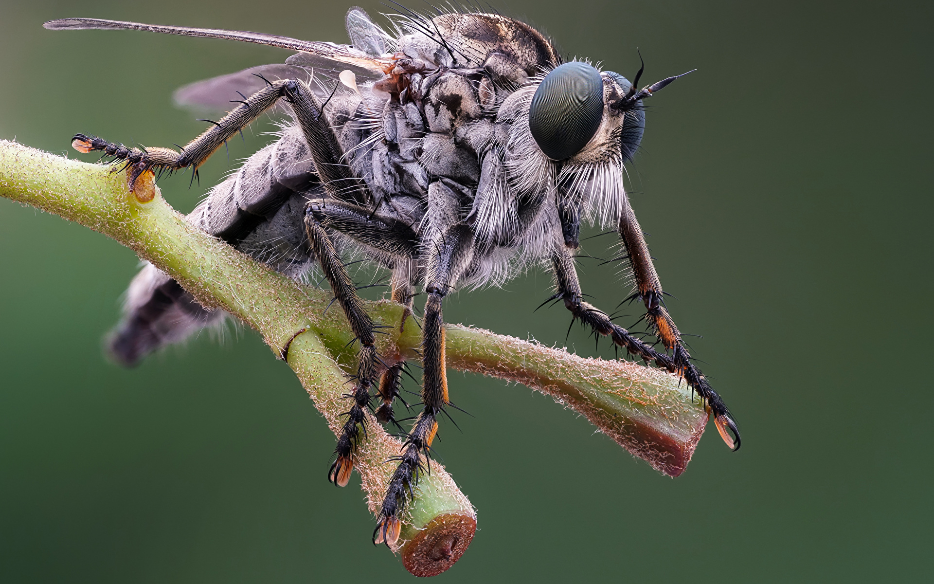 Achtergrond Vliegen Insecten eutolmus rufibarbis een dier van dichtbij 1920x1200 vlieg Dieren Close-up