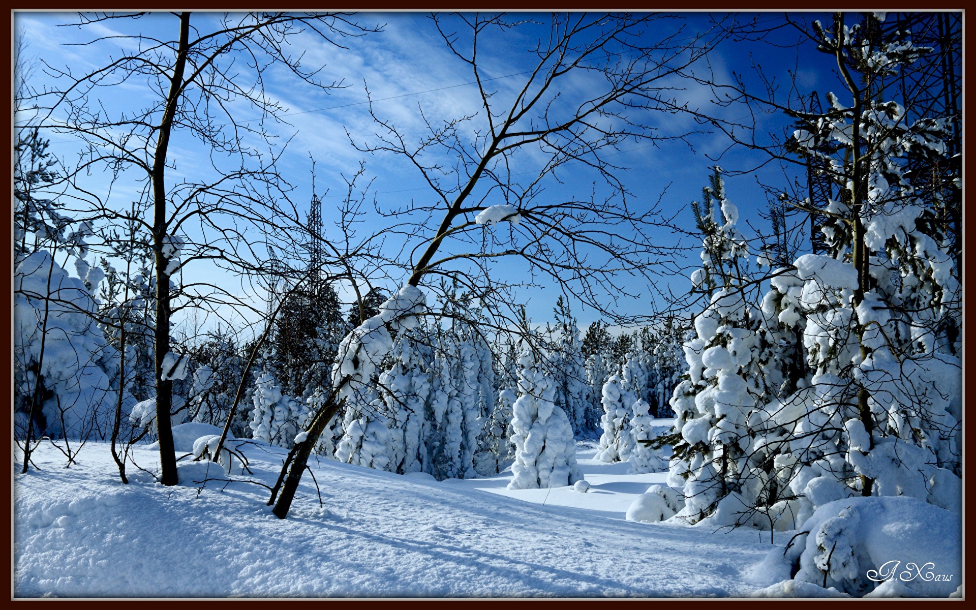 Photo Winter Nature Snow Forests Branches Trees Seasons 1920x1200