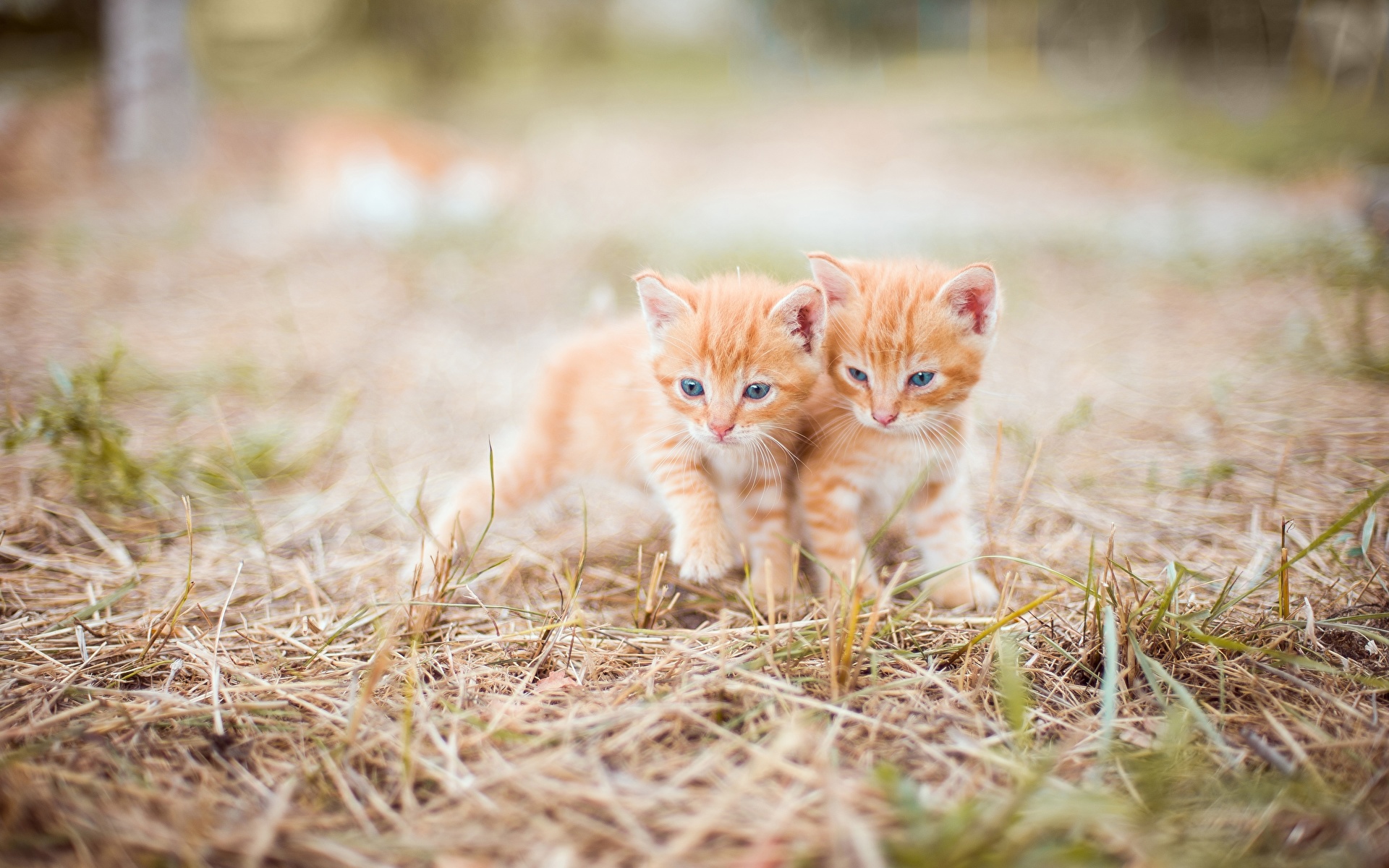 壁紙 19x10 飼い猫 子猫 ボケ写真 草 2 二つ オレンジ色動物 可愛い 動物 ダウンロード 写真