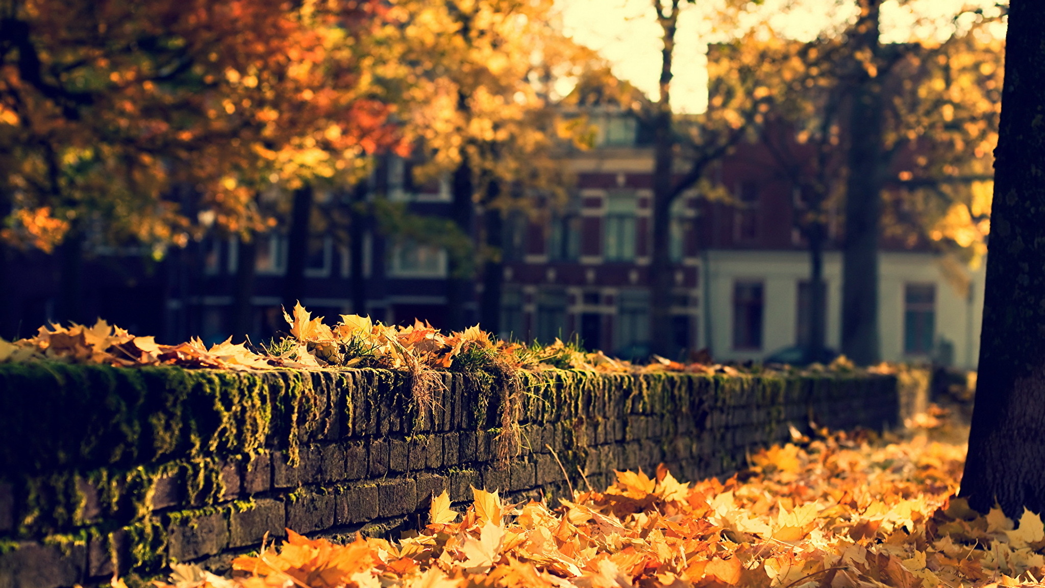 Красивый Осенний Фон Для Фото