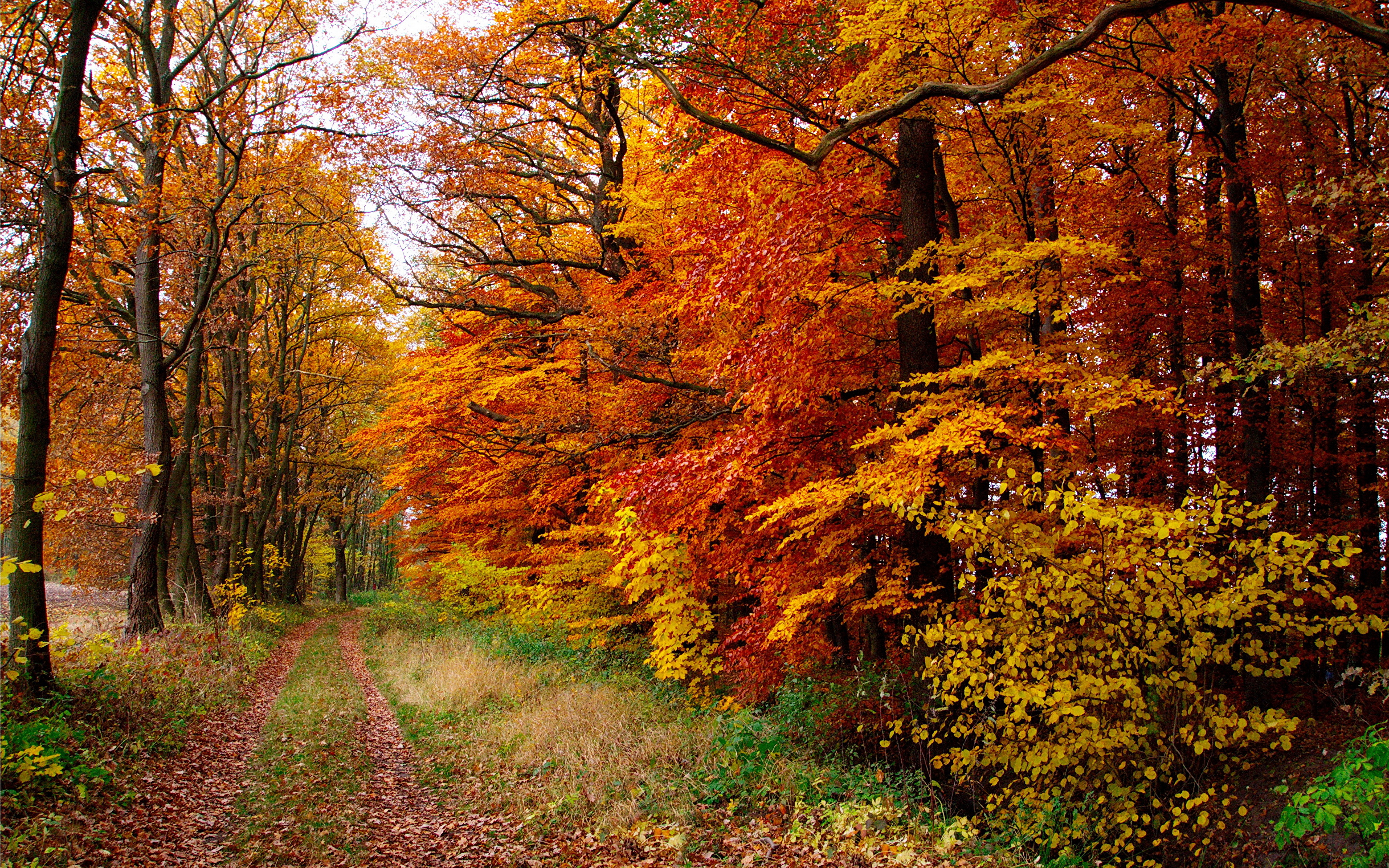 Виды осеннего леса. Осенний лес. Природа осень. Осень в лесу. Лес осенью.