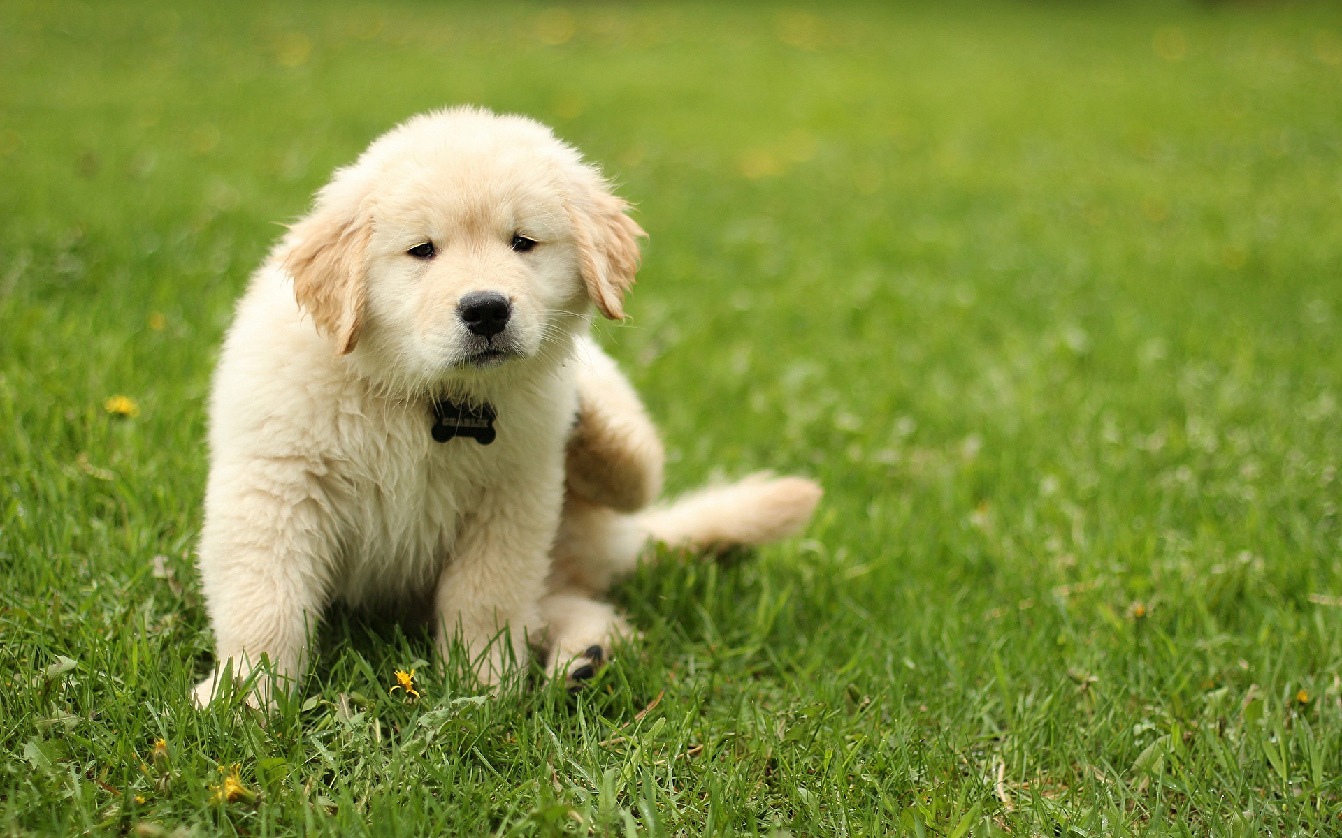 Desktop Wallpapers Golden Retriever Dogs Lawn Grass 1920x1200