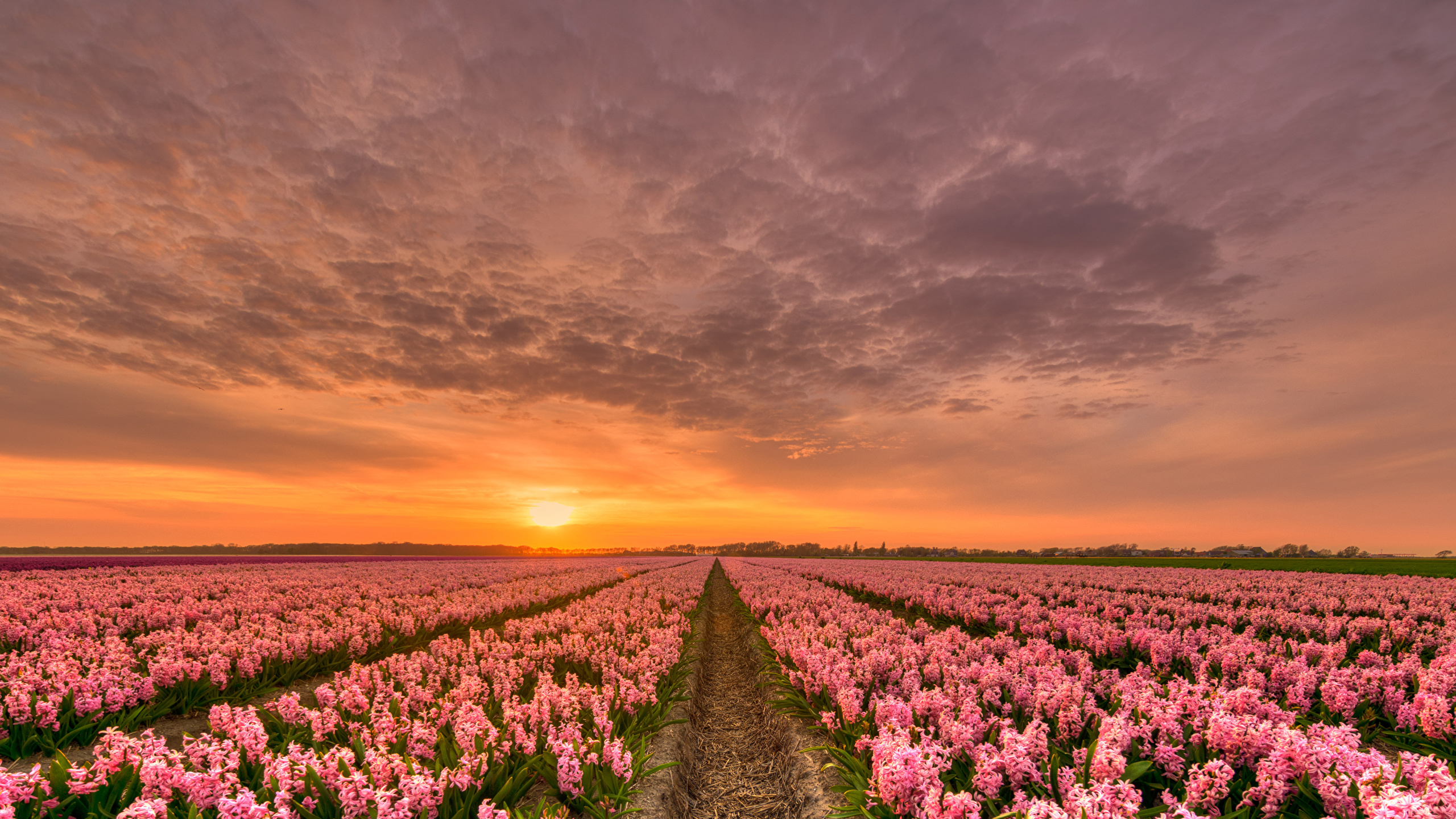 壁紙 2560x1440 オランダ 朝焼けと日没 ヒヤシンス たくさん 空 畑 ハイダイナミックレンジ合成 ピンク 自然 花 ダウンロード 写真