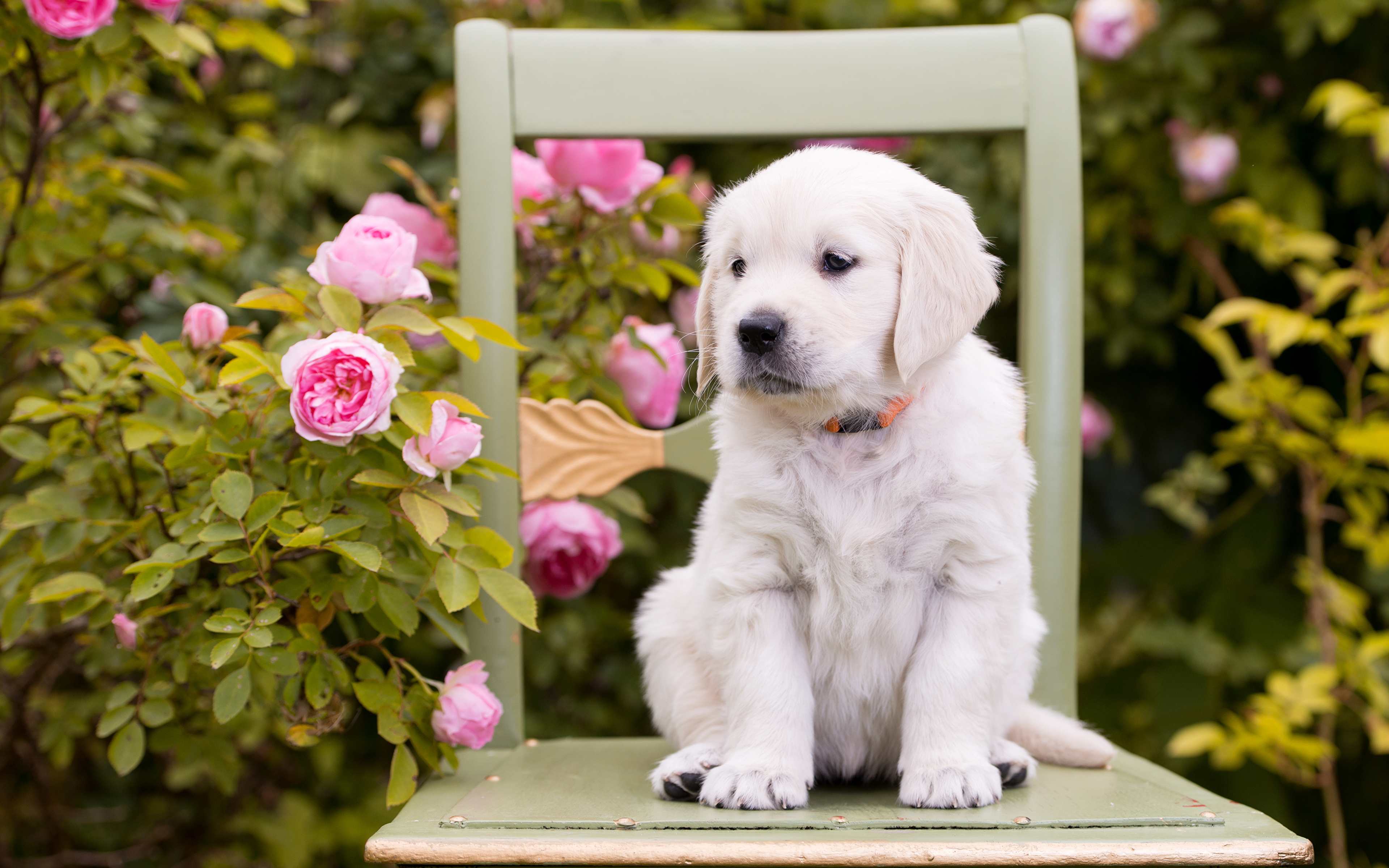波美丝毛狗和玫瑰 库存照片. 图片 包括有 森林, 小狗, 绿色, 设计, 似犬, 公园, 图象, 哺乳动物 - 109219364