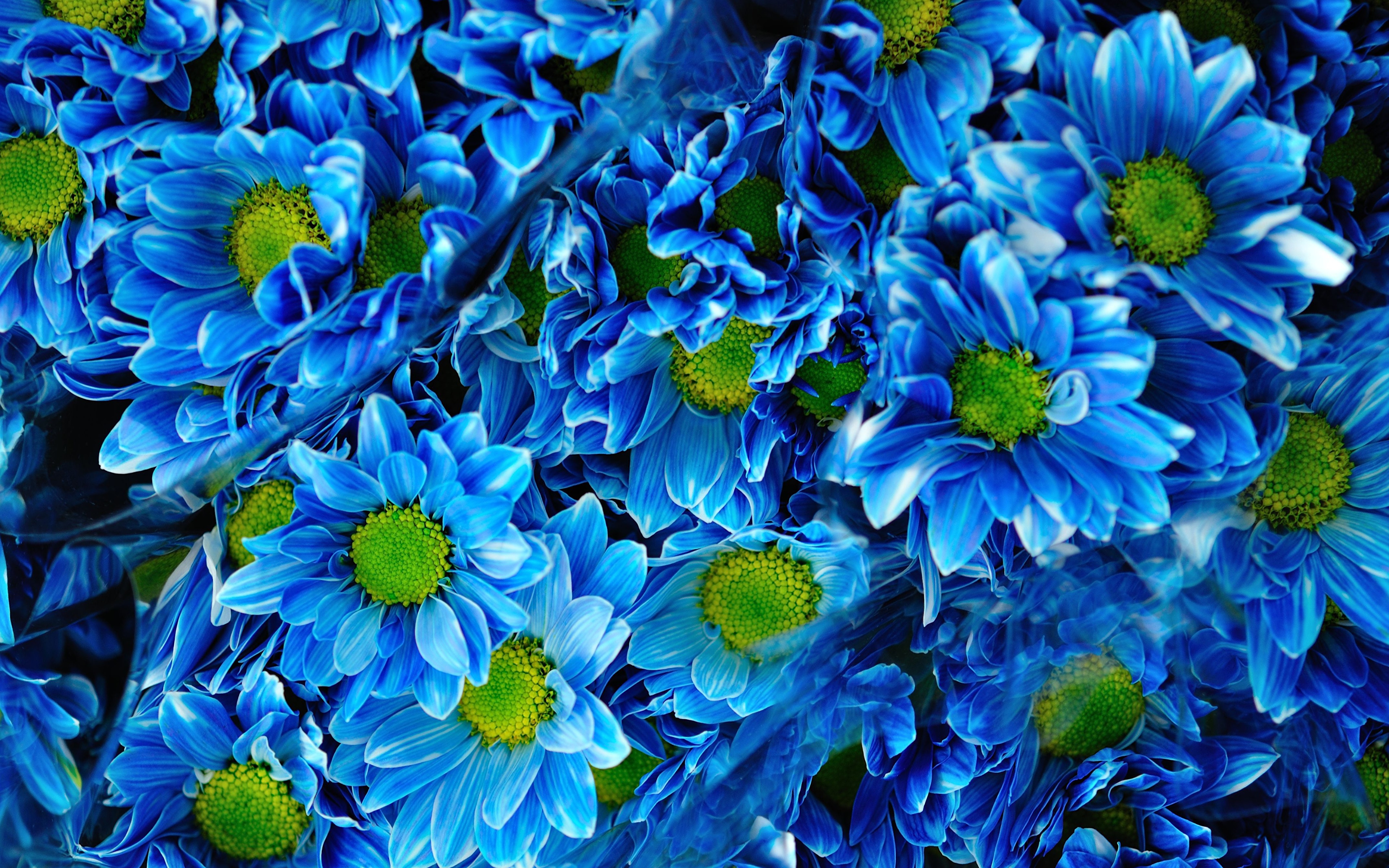 Fondos de Pantalla 3840x2400 Crisantemos Muchas Azul Celeste Flores  descargar imagenes
