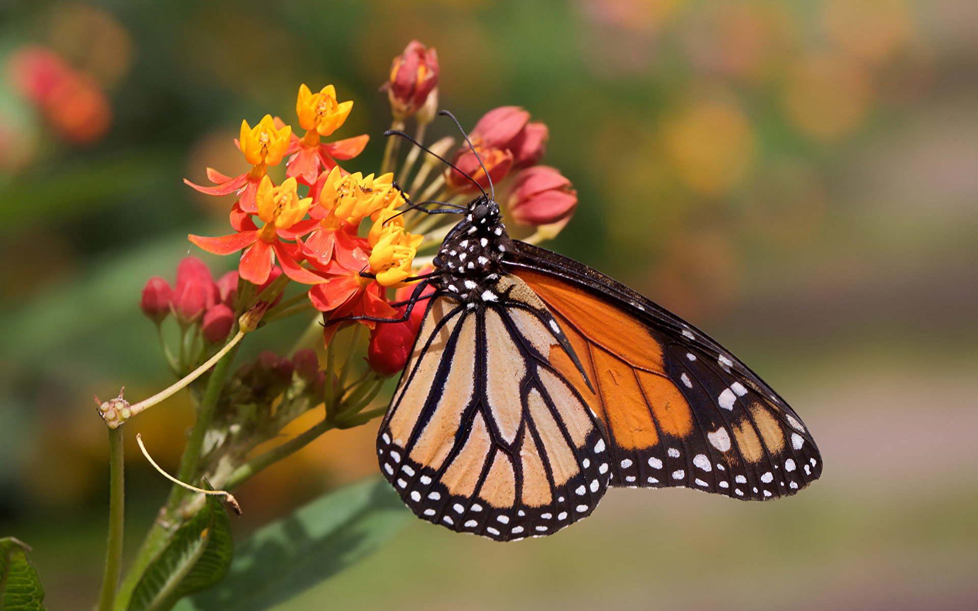 Picture Monarch butterfly Insects butterfly blurred 1920x1200