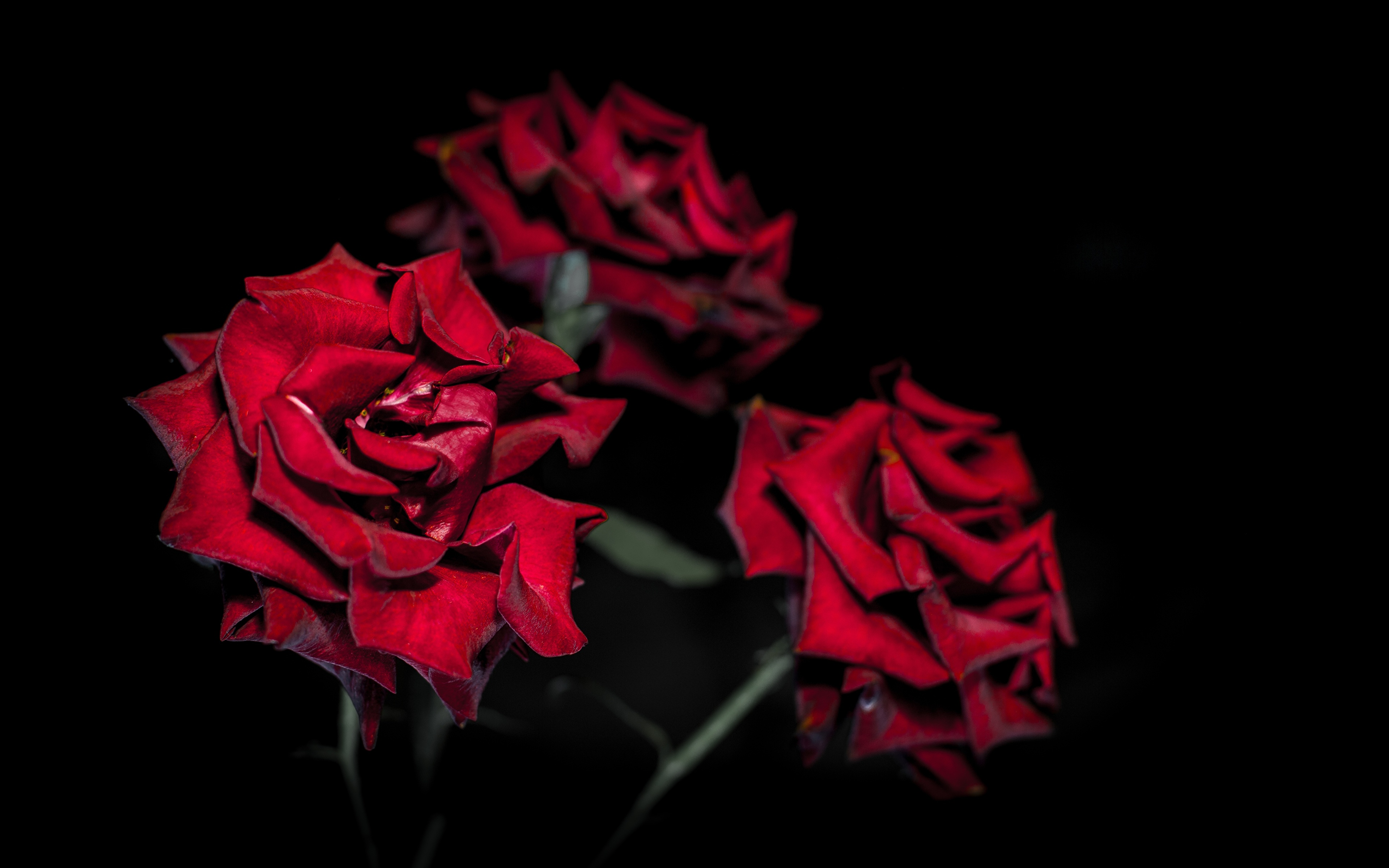 Photos Red Roses Flowers Three 3 Black background 3840x2400