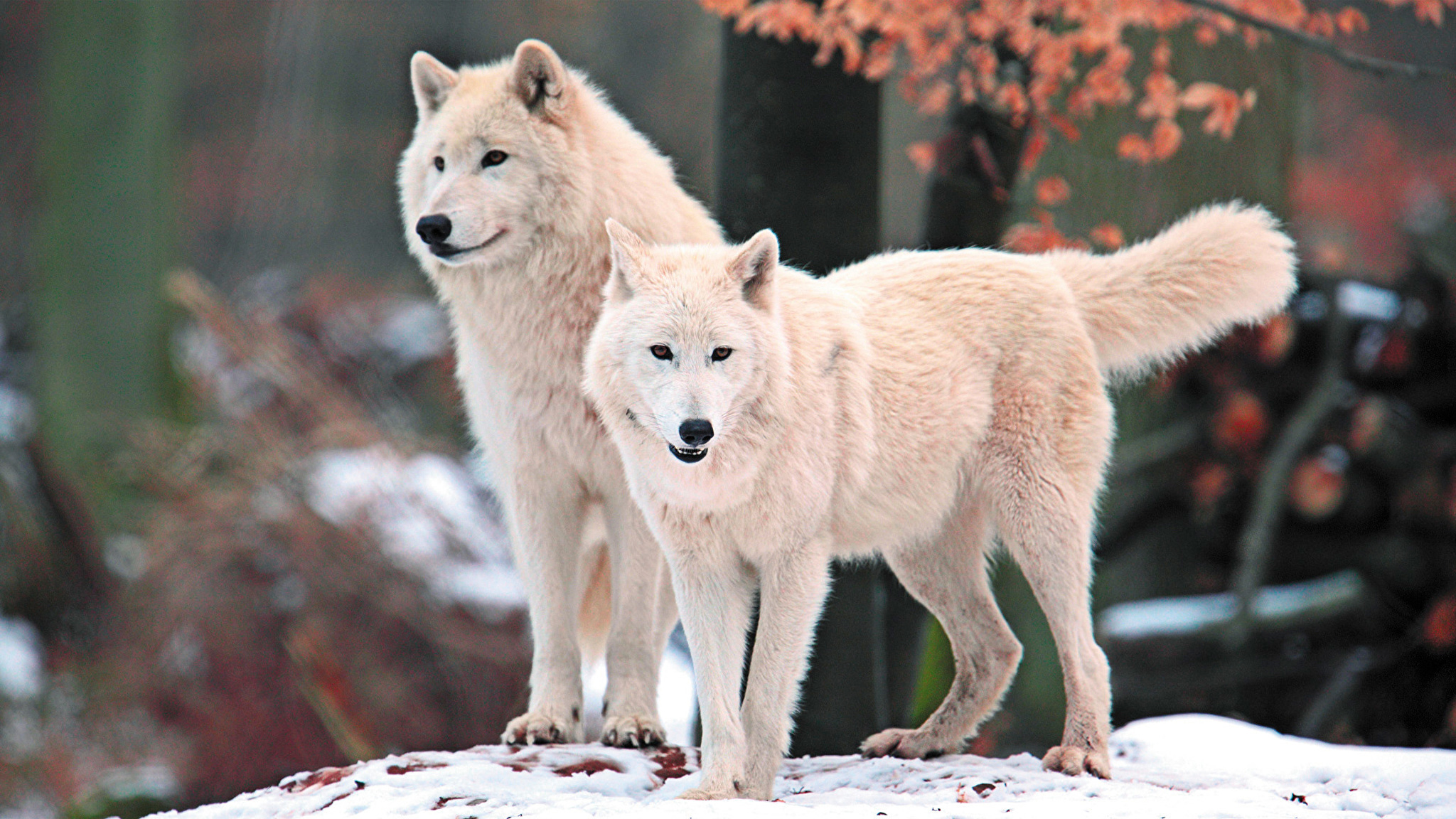 Хорошие качества волков. Мелвильский волк. Белый волк. Волк обои. Полярный волк.