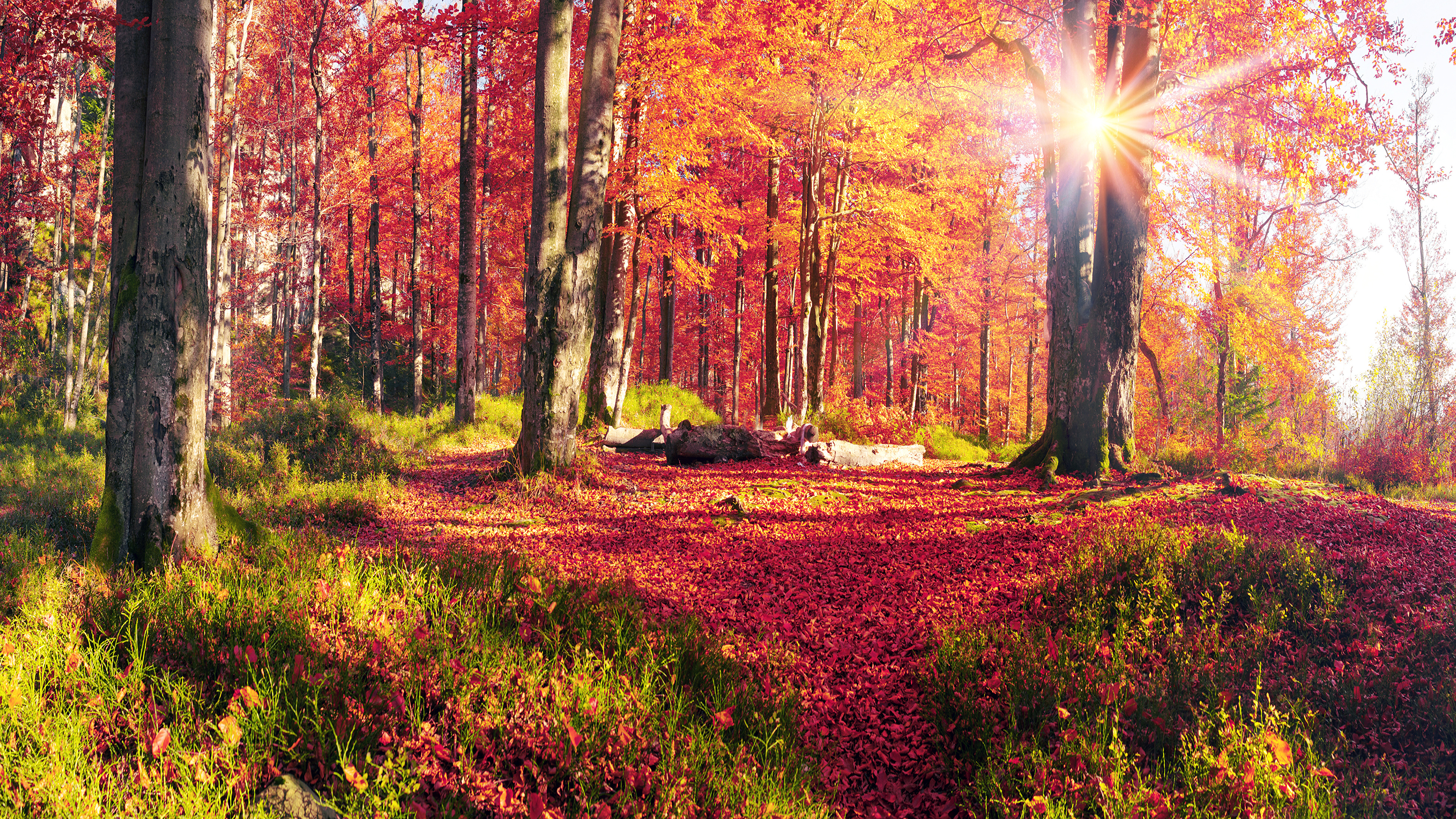 壁紙 3840x2160 ウクライナ 秋 風景写真 カルパティア山脈 光線 木 木の幹 木の葉 草 自然 ダウンロード 写真