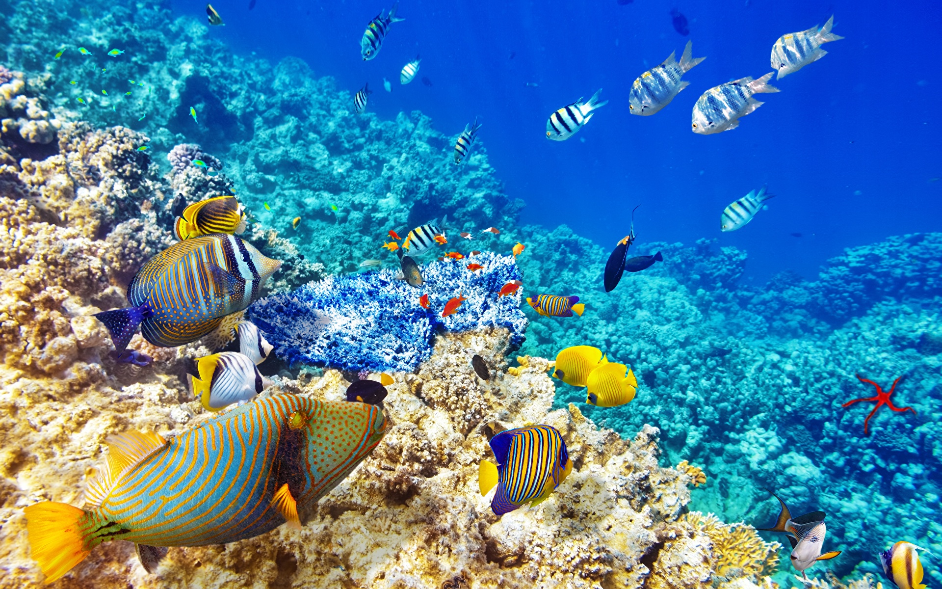 Bilder fisk Undervattensvärlden coral reef Tropiskt Djur 1920x1200 Fiskar