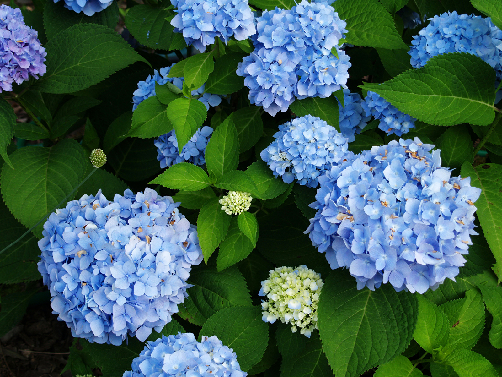 Images Light Blue flower Hydrangea Closeup 1600x1200