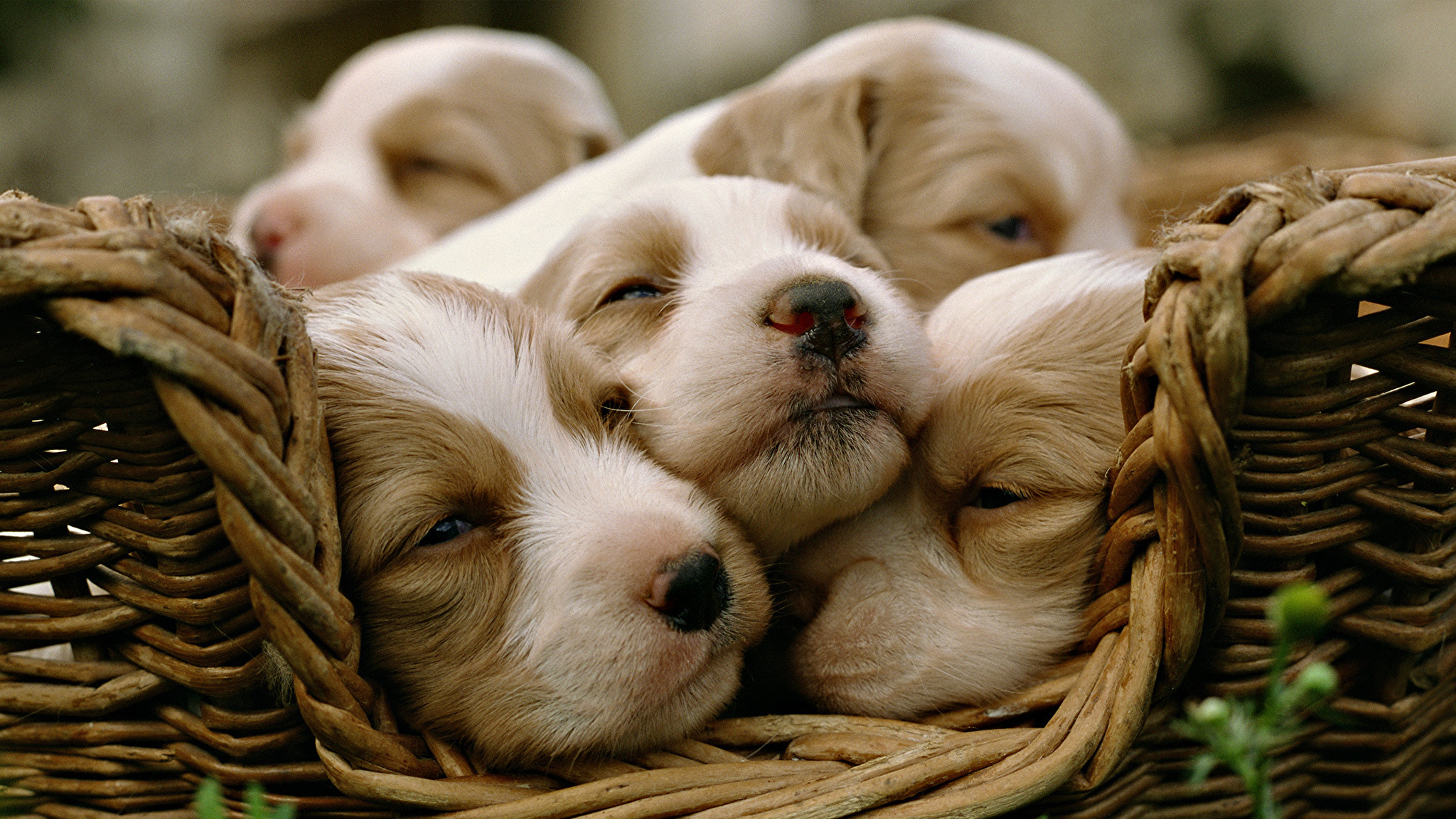 Щенячья любовь. Красивые фото на рабочий стол животные сердечки. Cute Pets. Basket of sleeping Puppies.