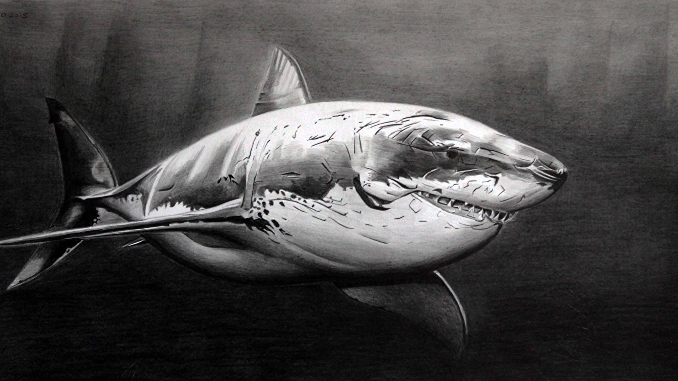 壁紙 1366x768 サメ 描かれた壁紙 白黒 動物 ダウンロード 写真