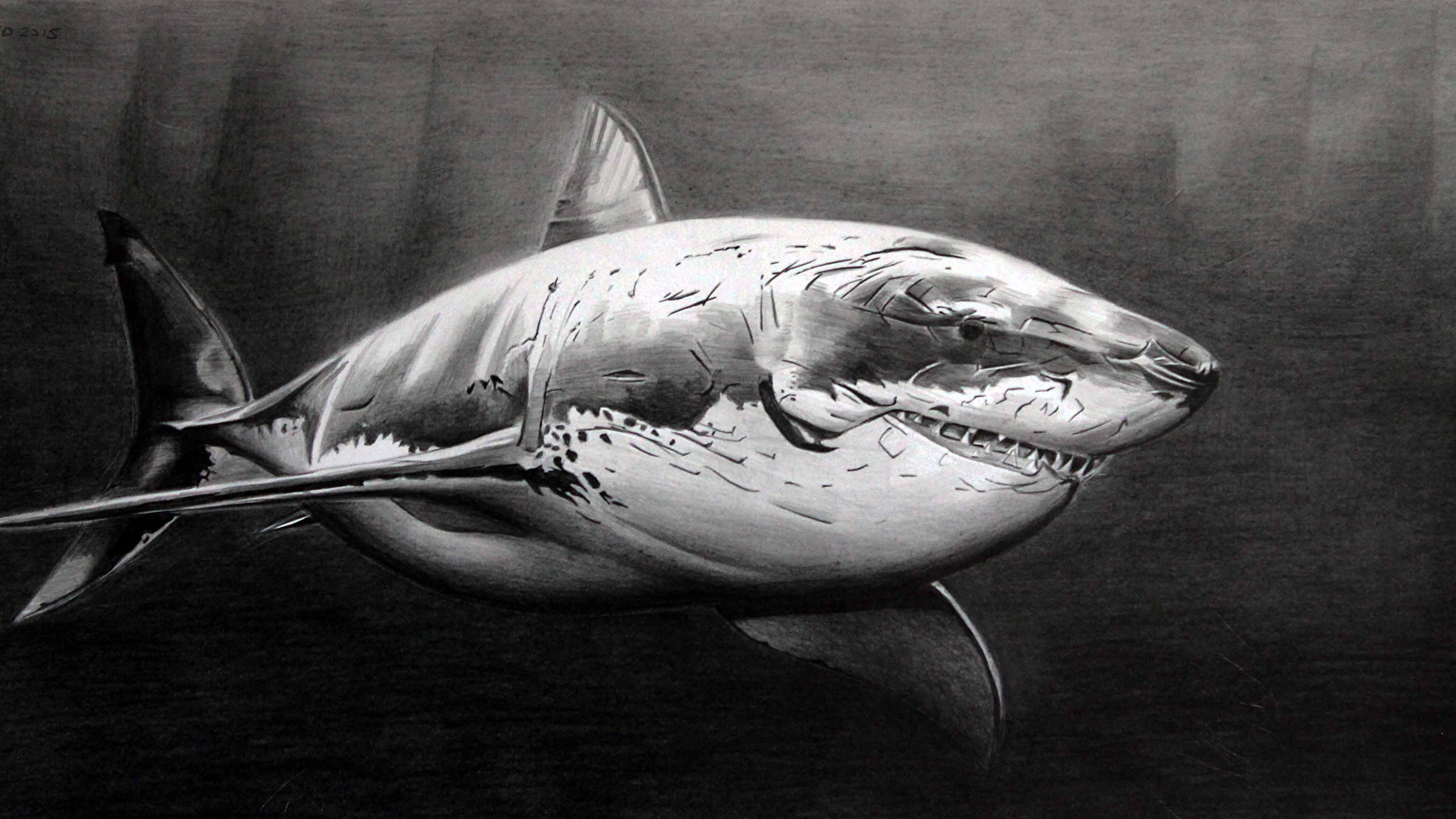 壁紙 1920x1080 サメ 描かれた壁紙 白黒 動物 ダウンロード 写真