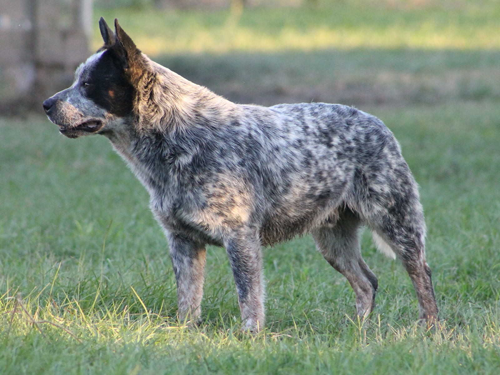 Фотография Австралийская пастушья Собаки Трава Животные 1600x1200