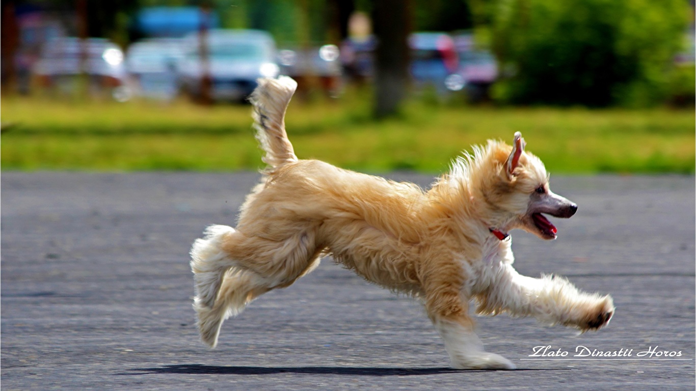 快乐的狗，跑步，玩得开心照片摄影图片_ID:170048517-Veer图库