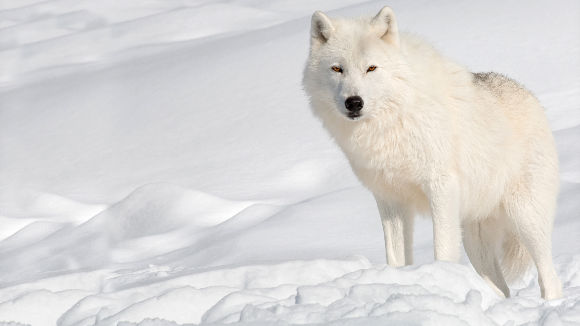 壁紙 19x1080 冬 オオカミ 雪 白 動物 ダウンロード 写真