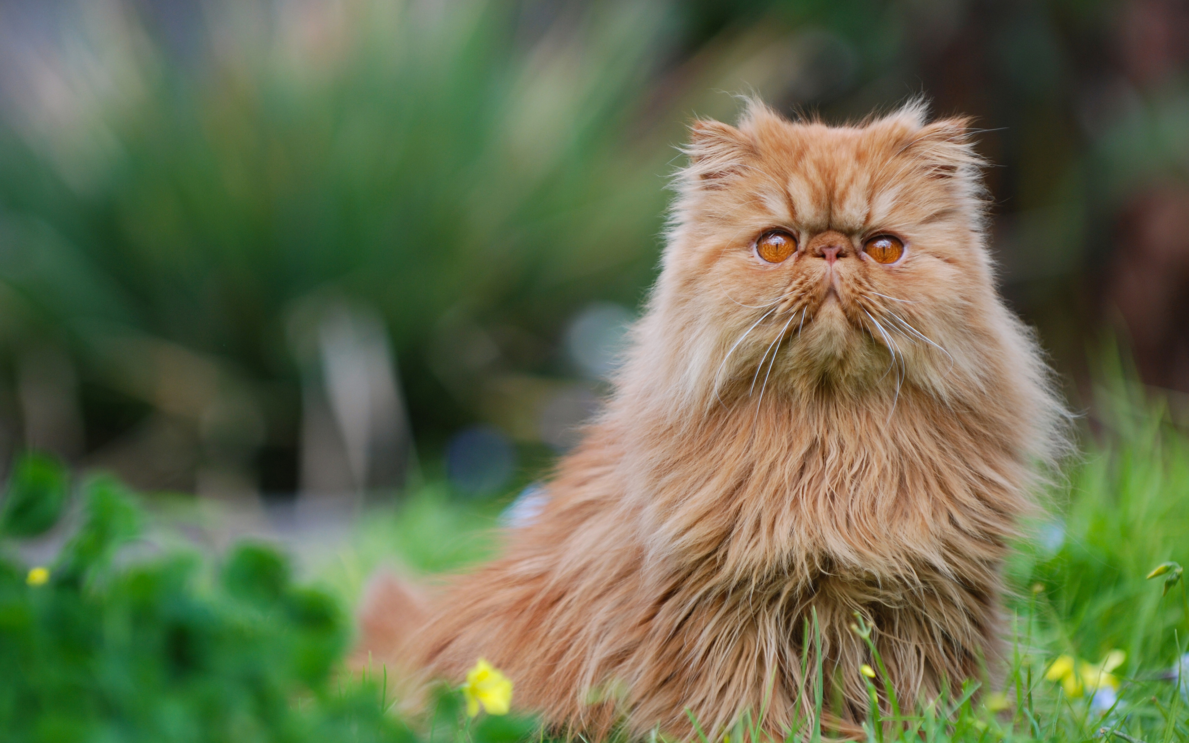 Что такое перс. Персидская кошка. Персидская вислоухая кошка. Длинношёрстная Персидская кошка рыжий. Персидская кошка пушистая.