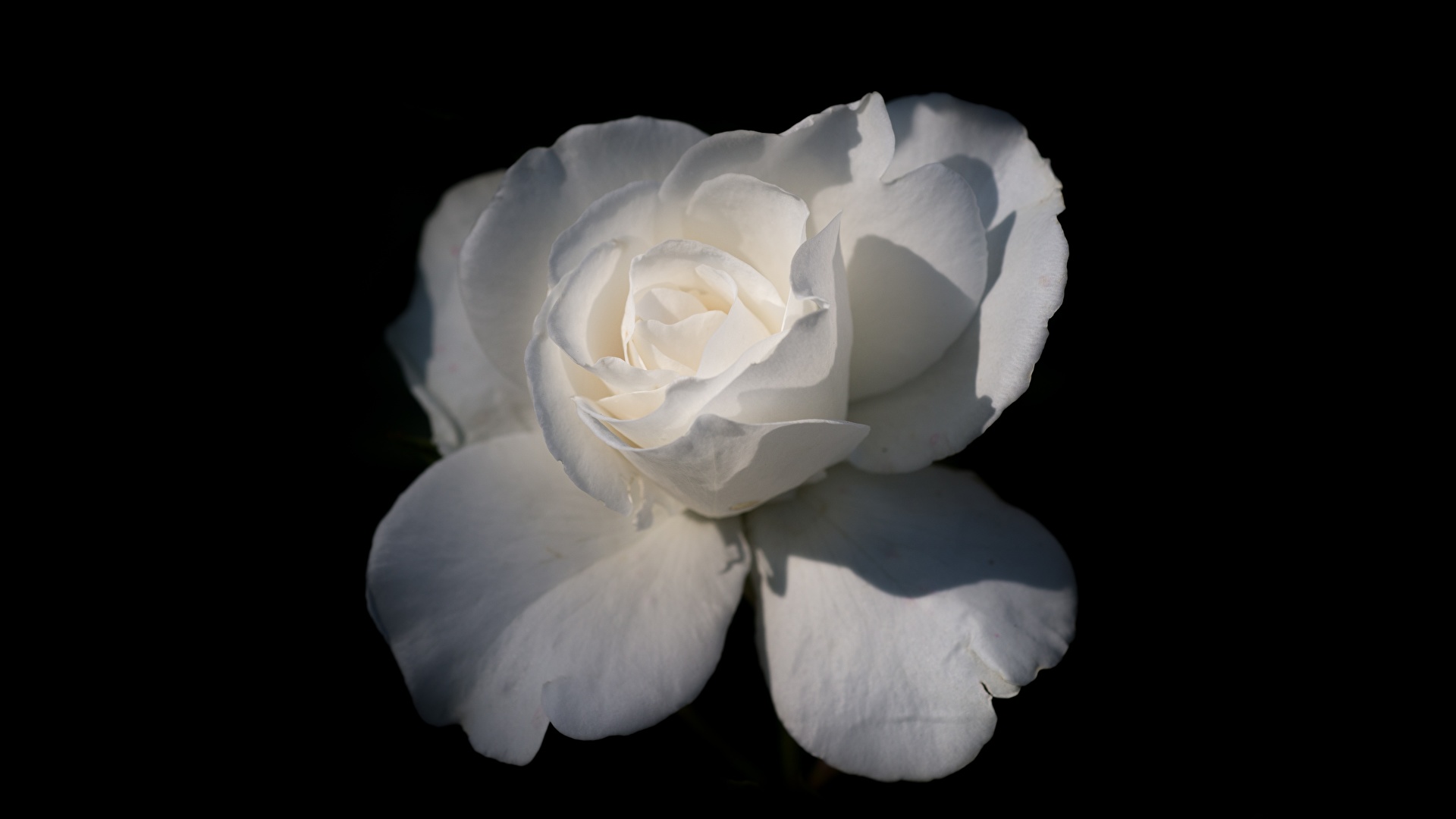 壁紙 19x1080 クローズアップ バラ 黒色背景 白 花 ダウンロード 写真