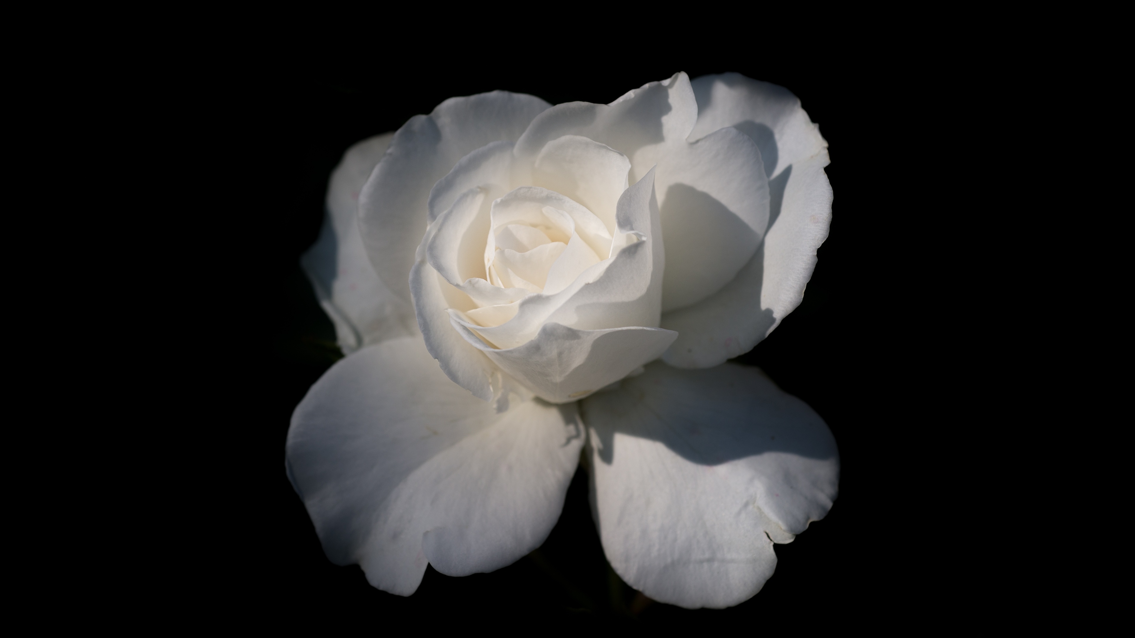 壁紙 3840x2160 クローズアップ バラ 黒色背景 白 花 ダウンロード 写真
