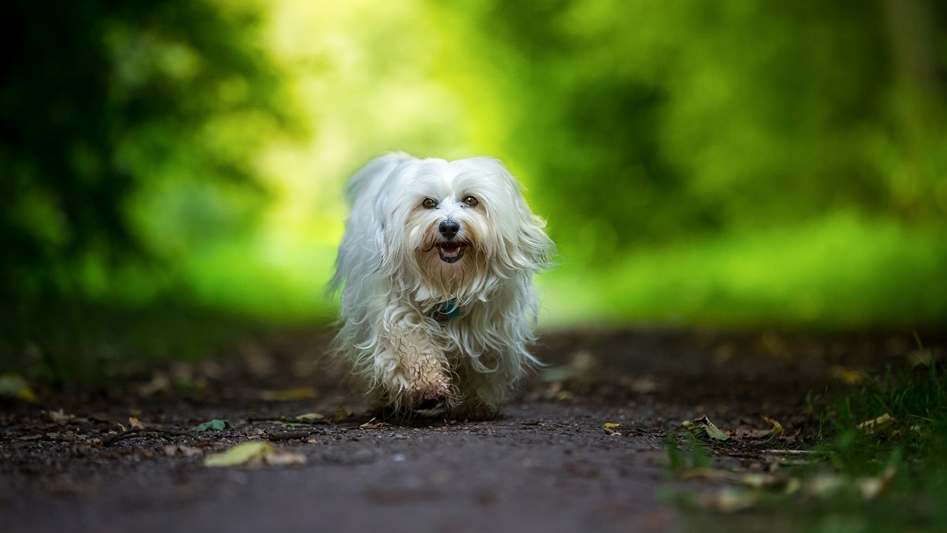 Pictures Puppy Havanese Bichon dog bichon Staring Animals