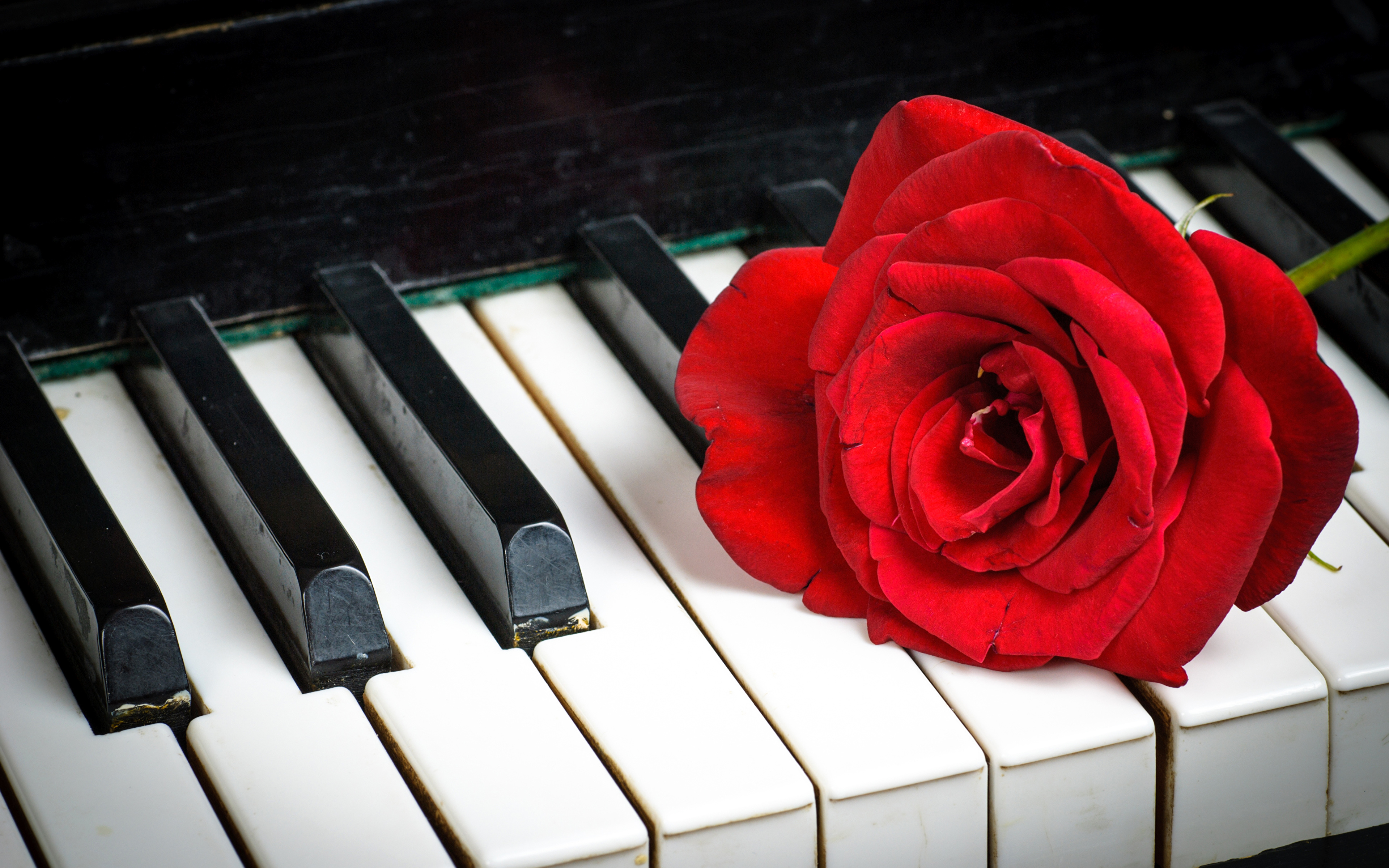 壁紙 3840x2400 バラ クローズアップ ピアノ 赤 花 ダウンロード 写真