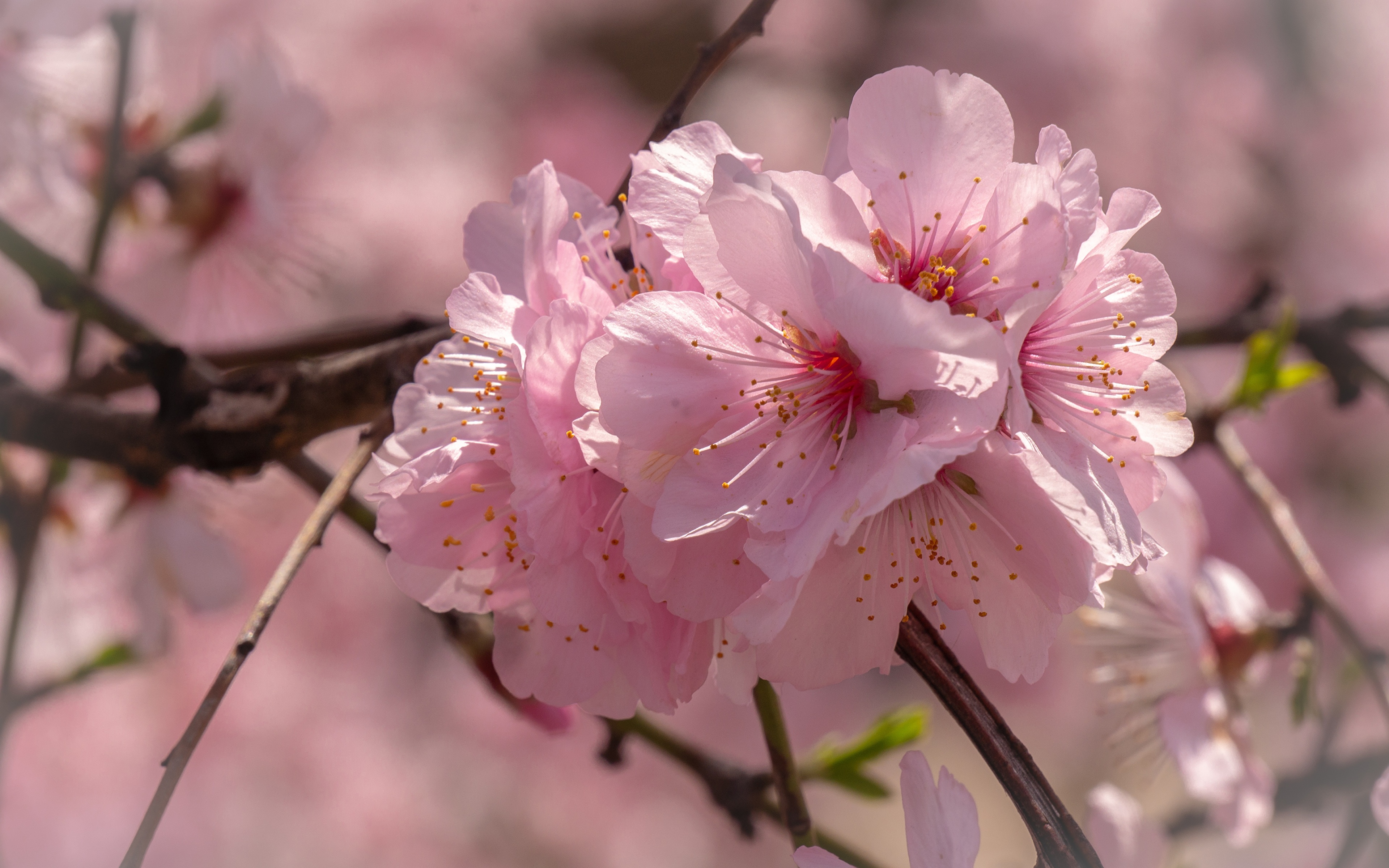Цветы вишни фото крупным планом