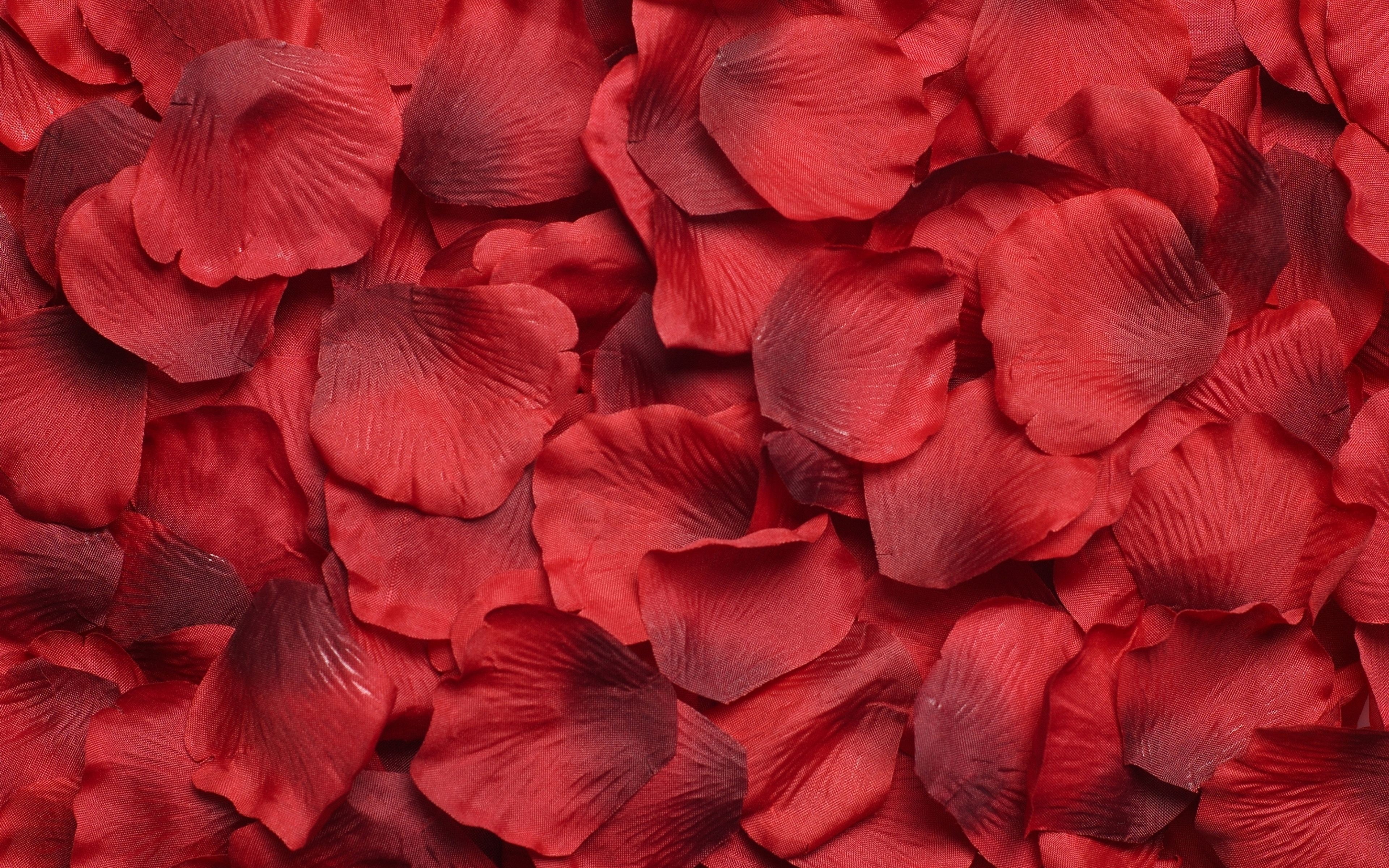 壁紙 3840x2400 バラ テクスチャー 花びら 赤 花 ダウンロード 写真