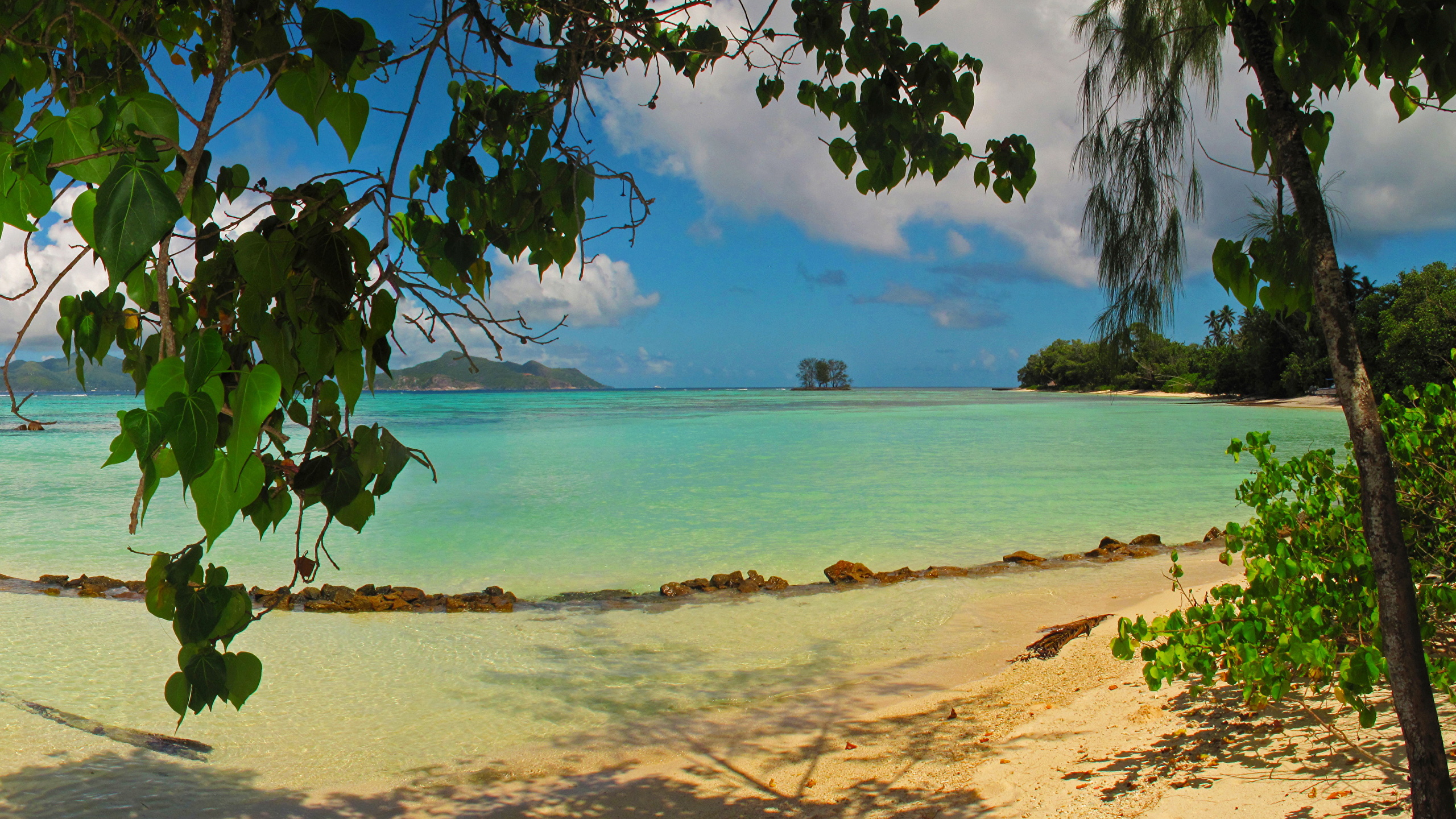 壁紙 2560x1440 風景写真 海 Seychelles La Digue ビーチ 木の葉 自然 ダウンロード 写真