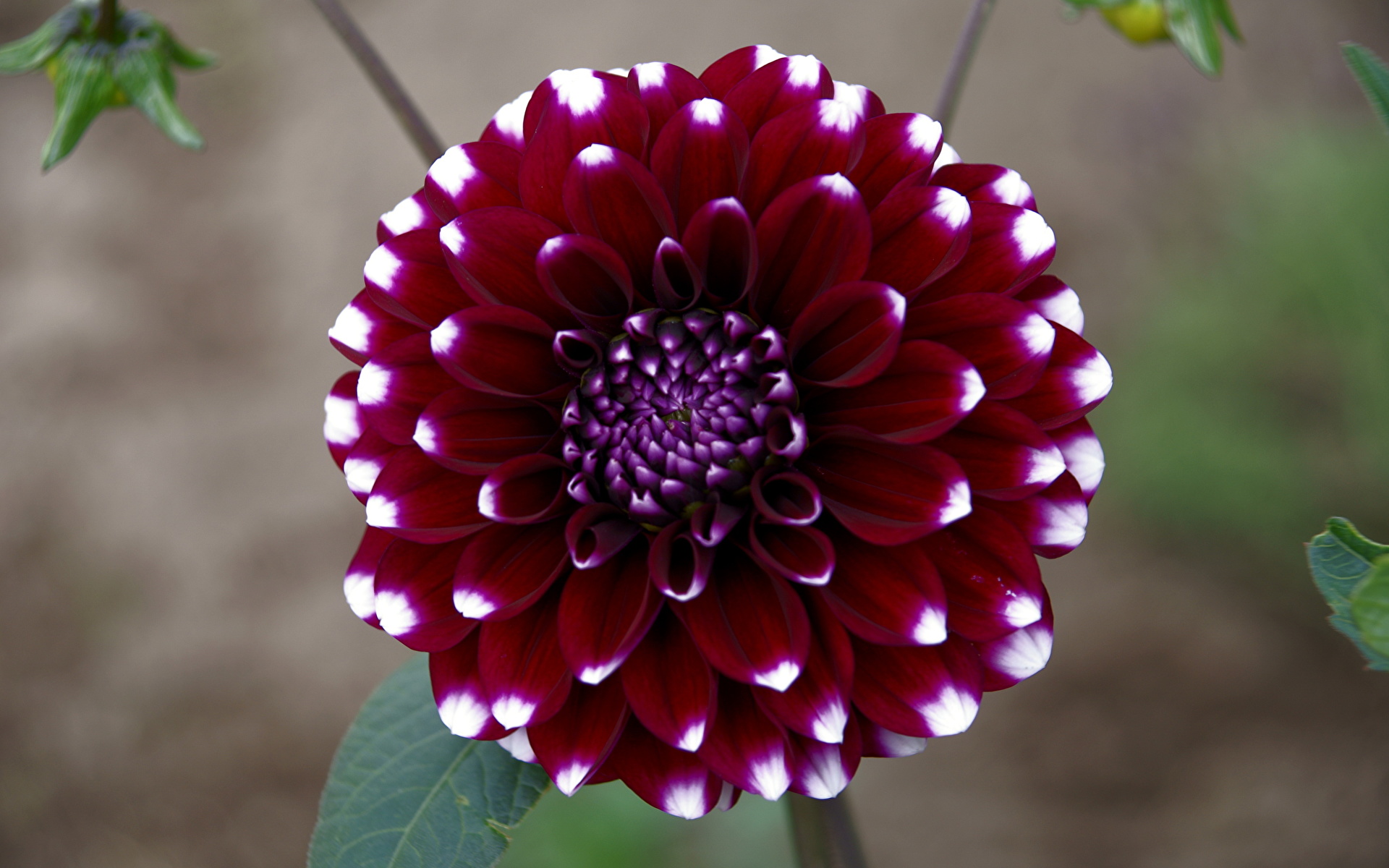 Георгины Dahlia