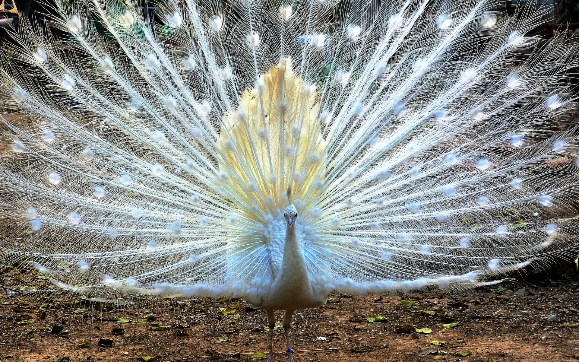 Desktop Wallpapers Birds peacock animal 1920x1200