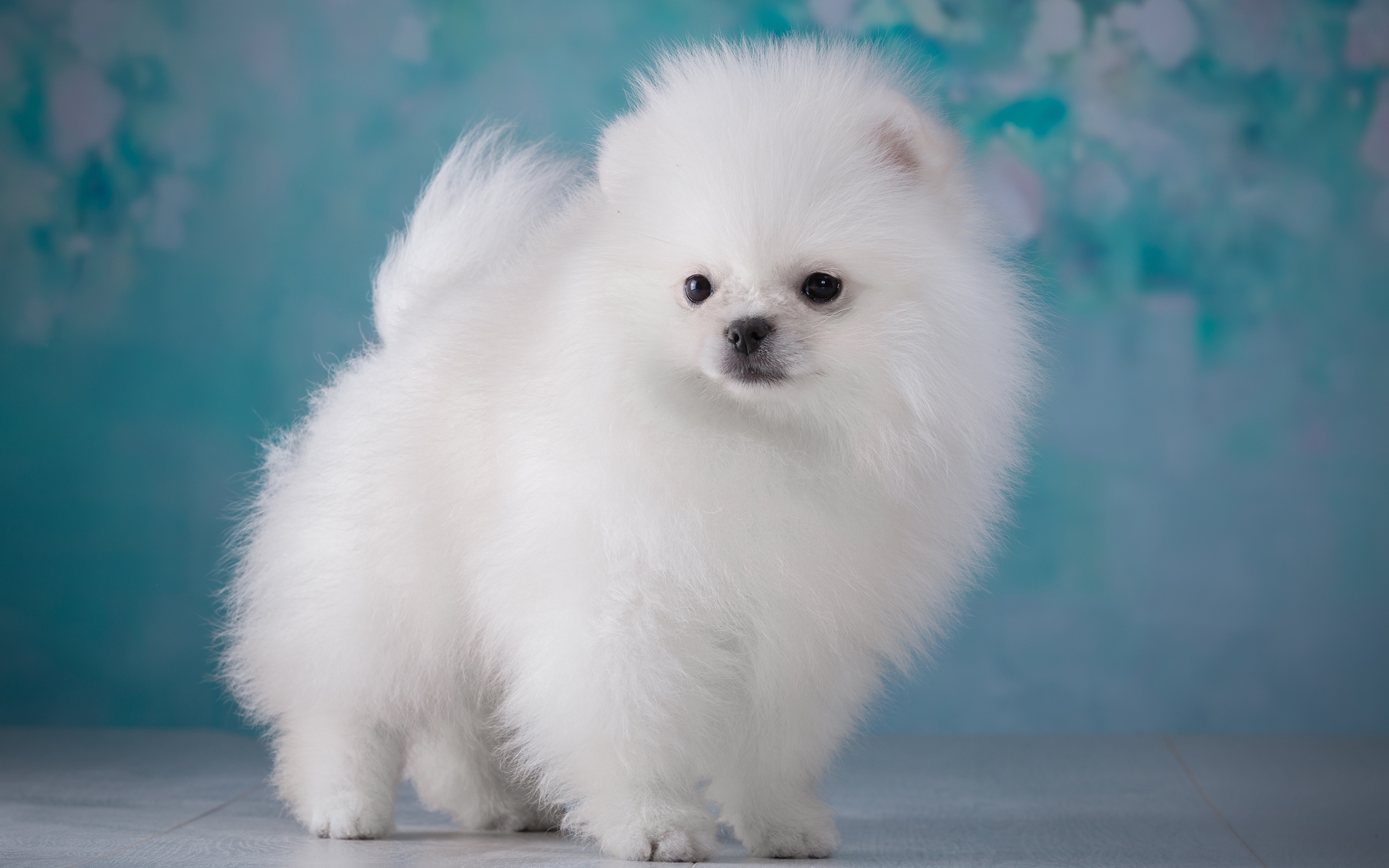 Fotos Spitz hund Weiß flauschiger Tiere 3840x2400