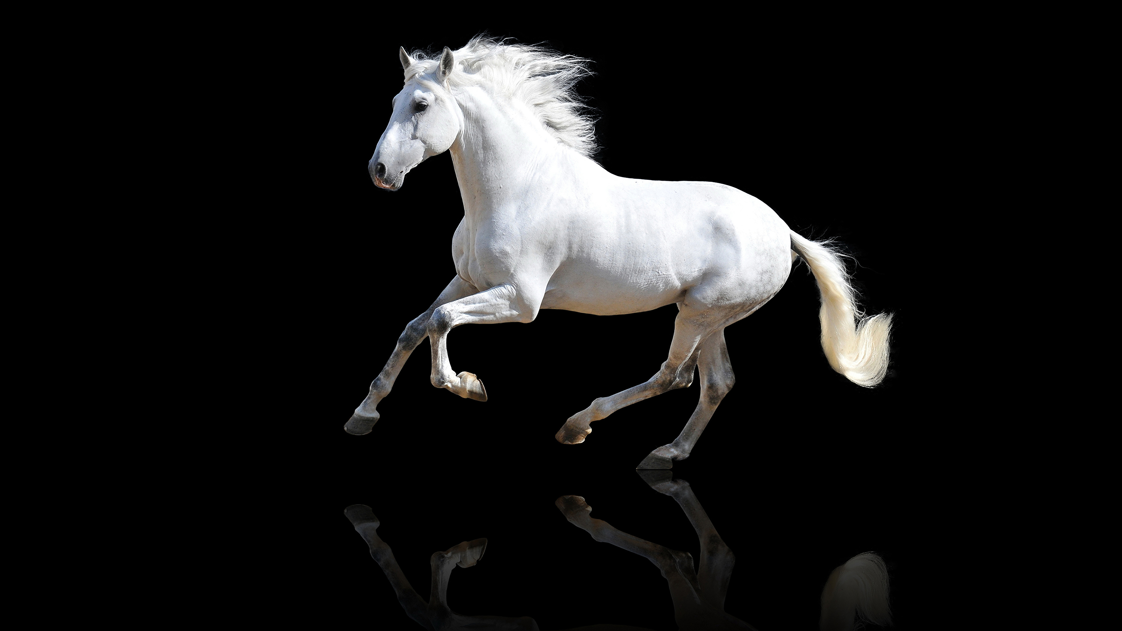 3840x2160 Cheval Fond noir Blanc un animal, chevaux Animaux