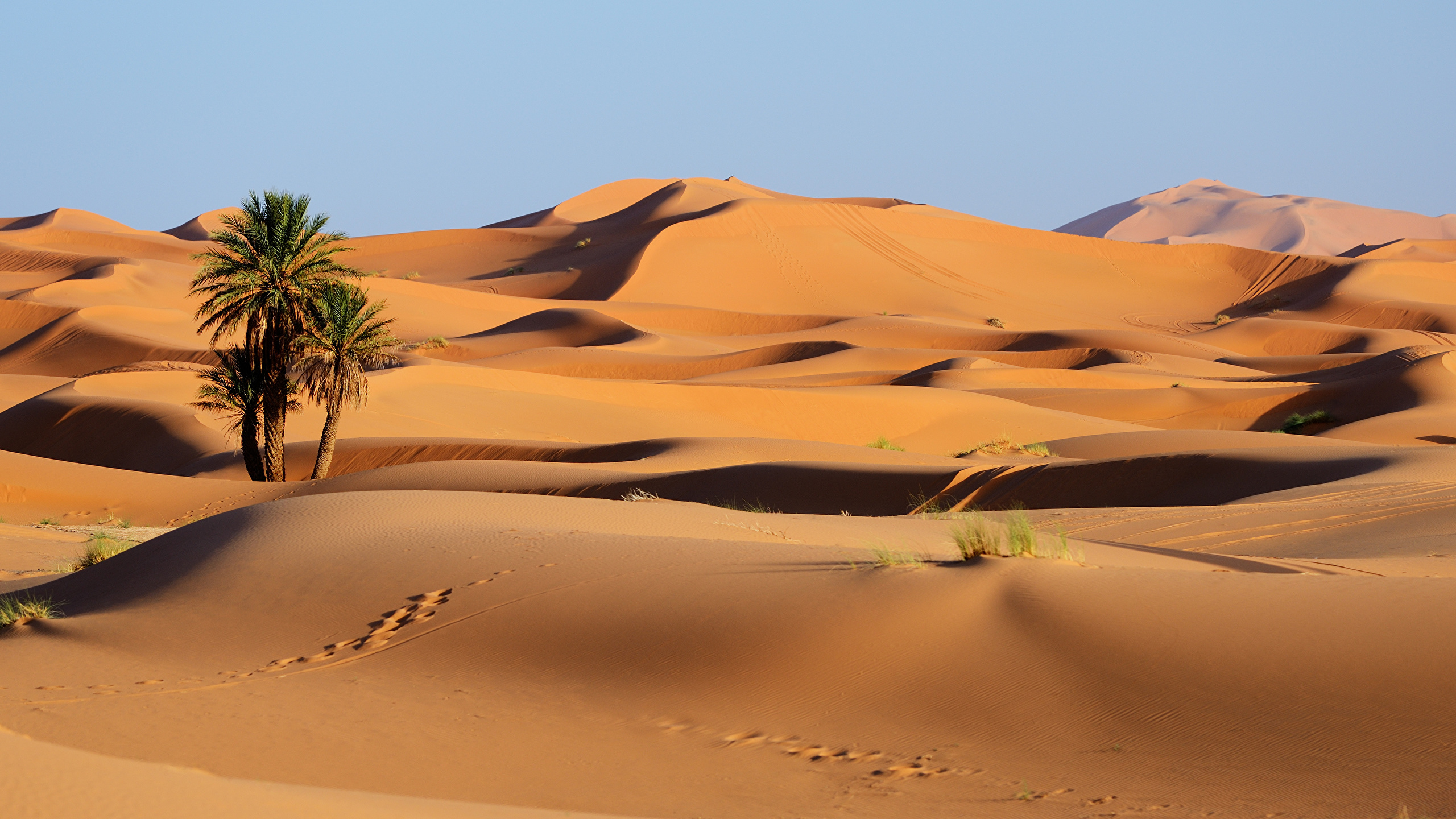壁紙 2560x1440 モロッコ 砂漠 Erg Chebbi 砂 ヤシ 足跡 自然 ダウンロード 写真