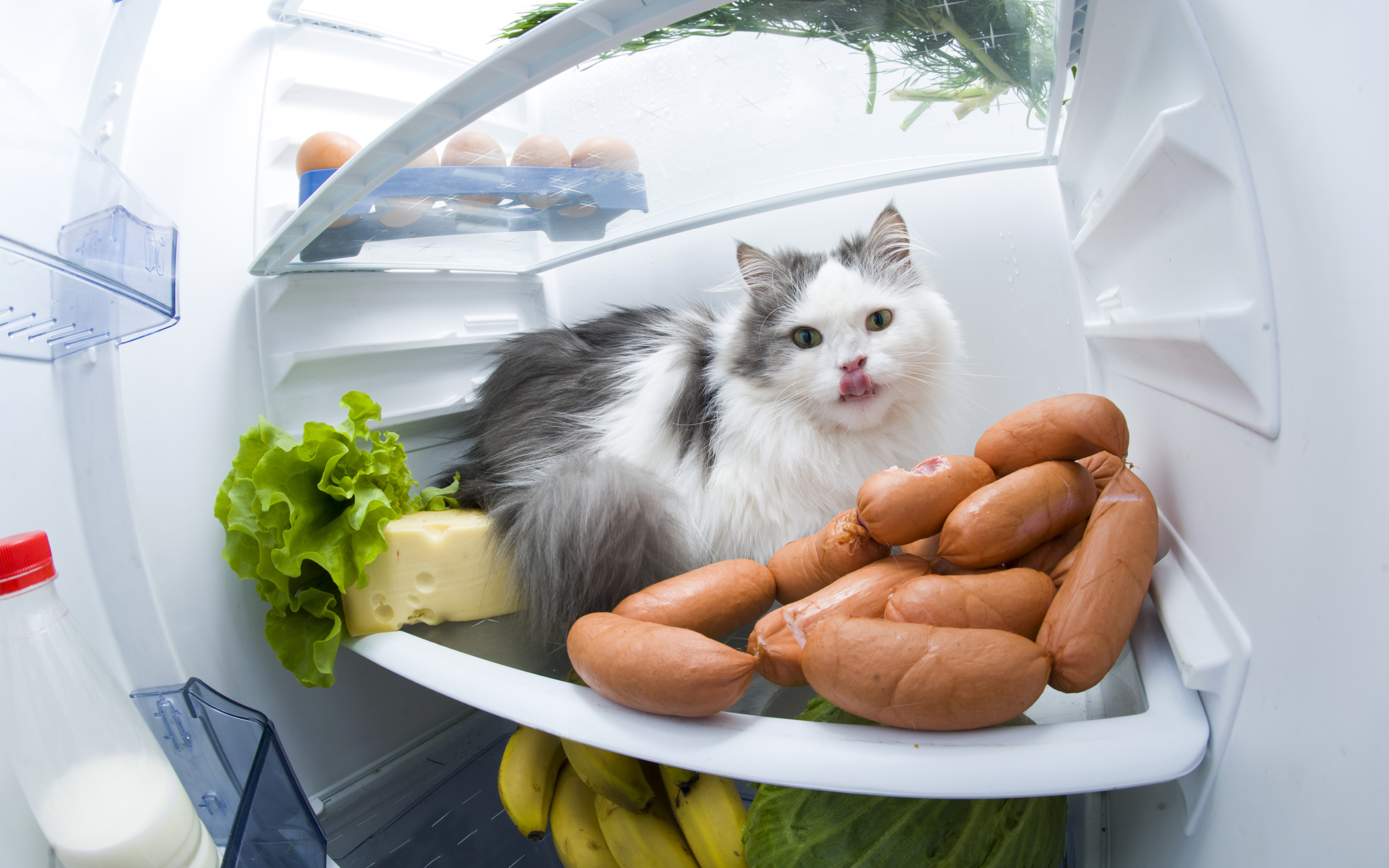 Bilder Von Kuhlschrank Hauskatze Wiener Wurstchen Lustige 3840x2400