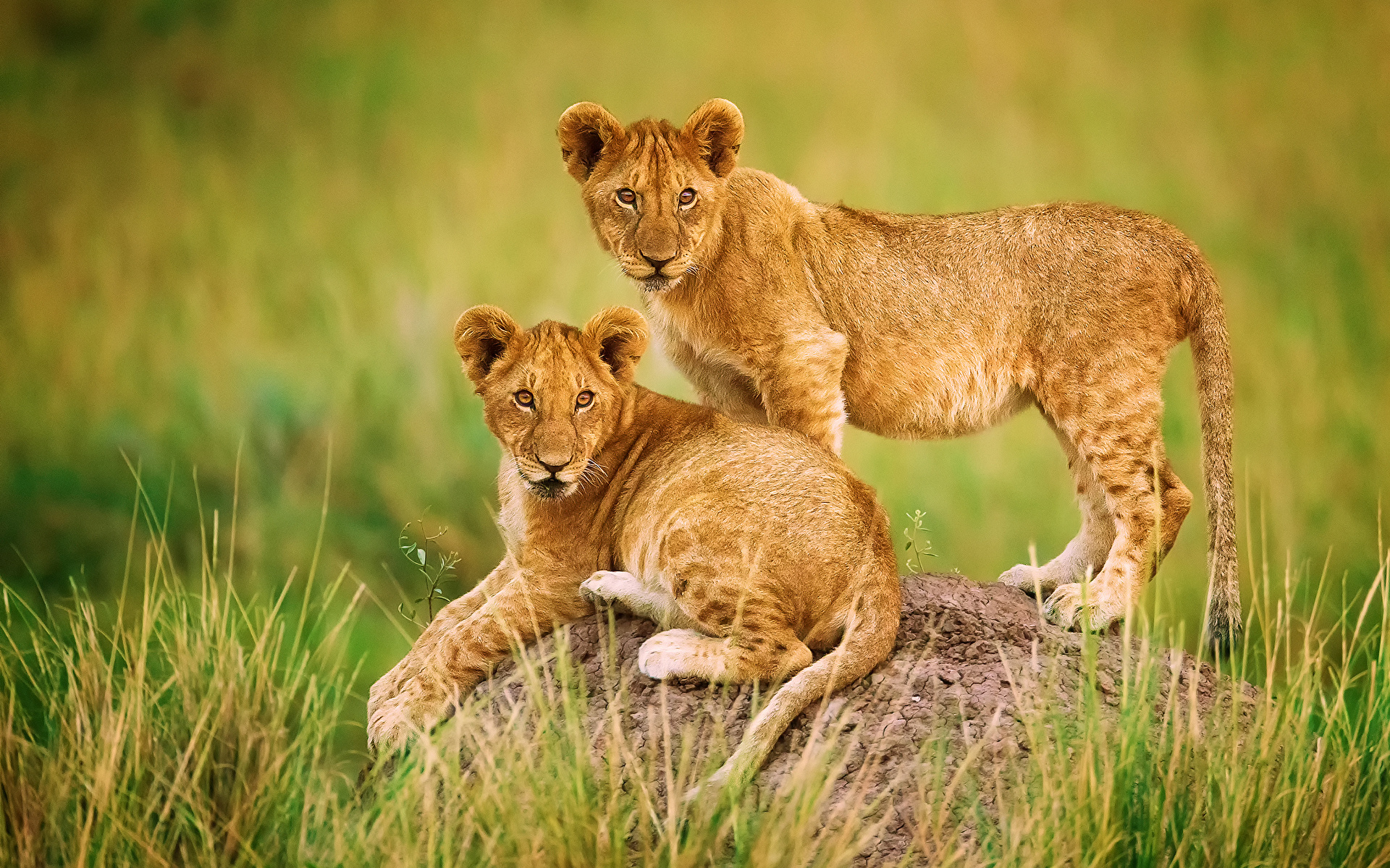 Pictures lion Cubs Two Grass Animals 1920x1200