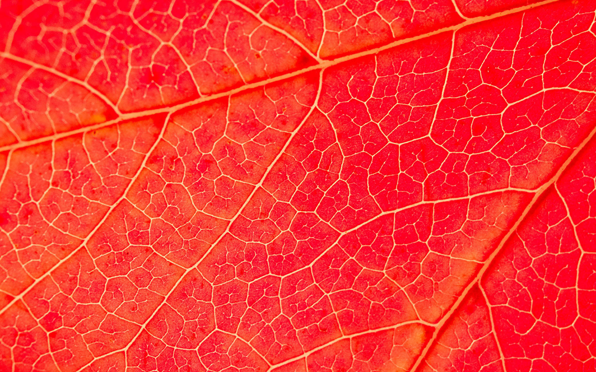 Desktop Wallpapers Nature Red Texture Foliage Macro 1920x1200